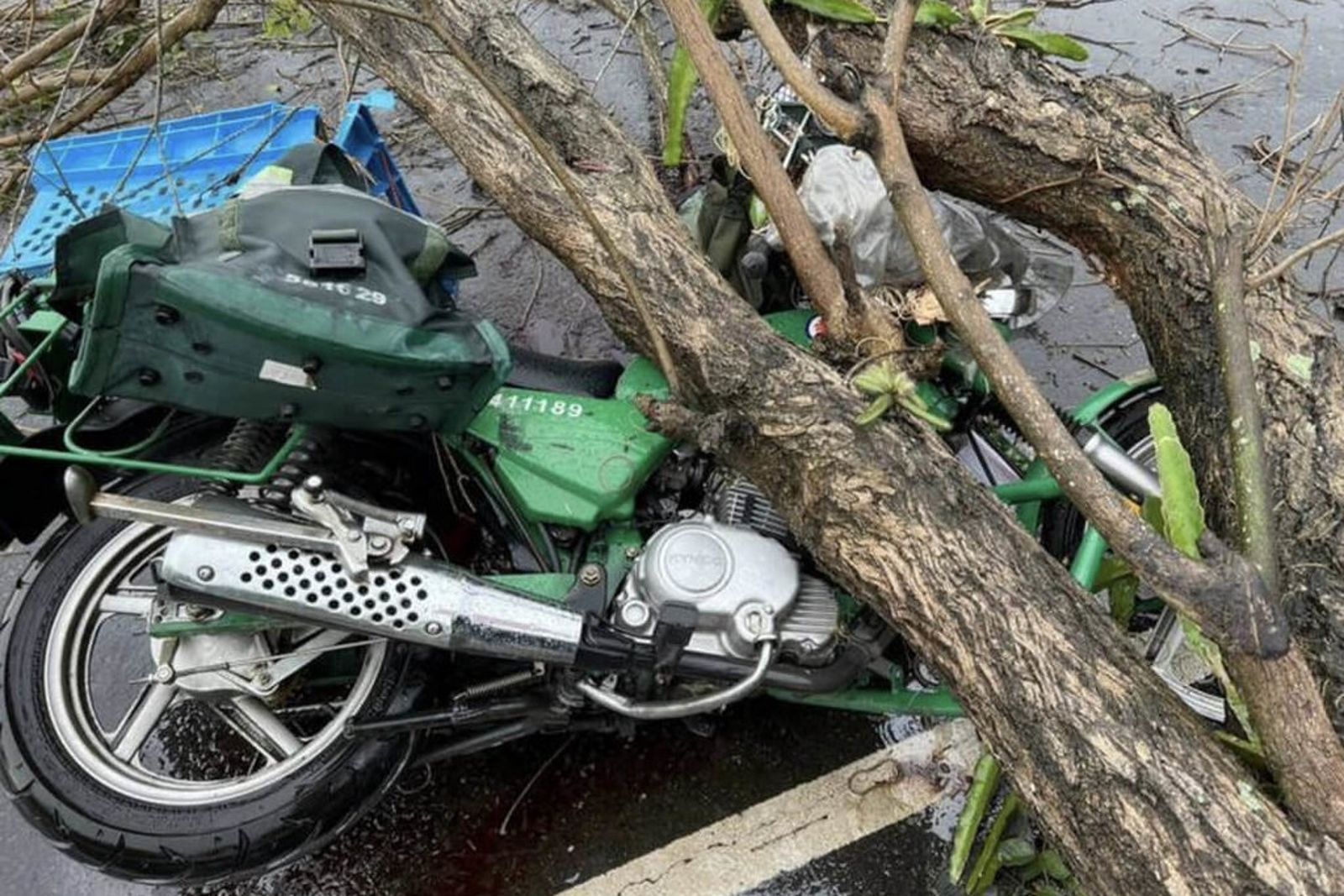 兒子的命只值100多萬?郵差冒雨送信遭路樹砸死! 83歲老母接二審判決淚訴:公路局沒天良