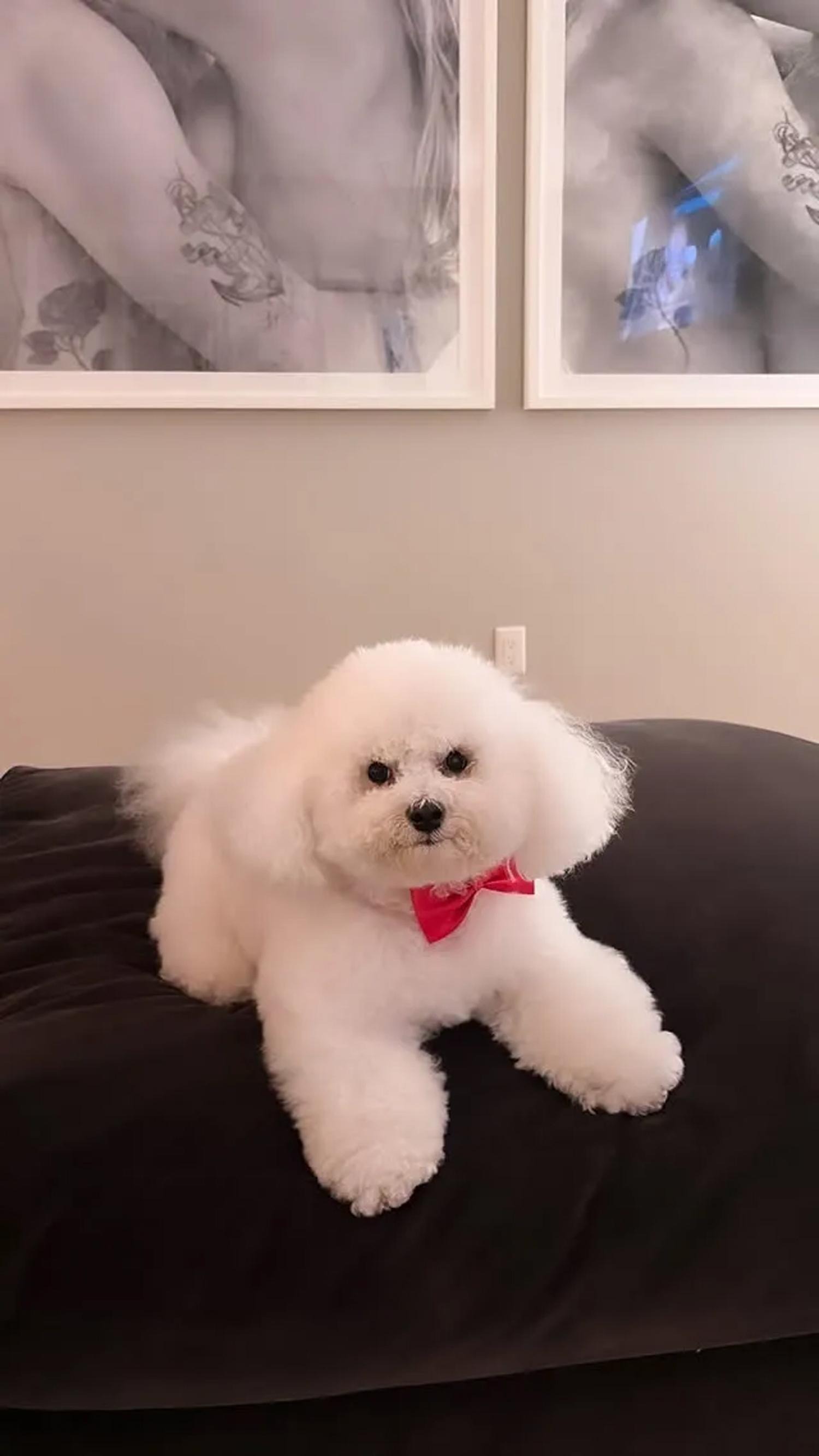 妮寇拉分享愛犬照片,背景牆上的黑白私密照意外引發討論。(翻攝nicolaannepeltzbeckham IG)
