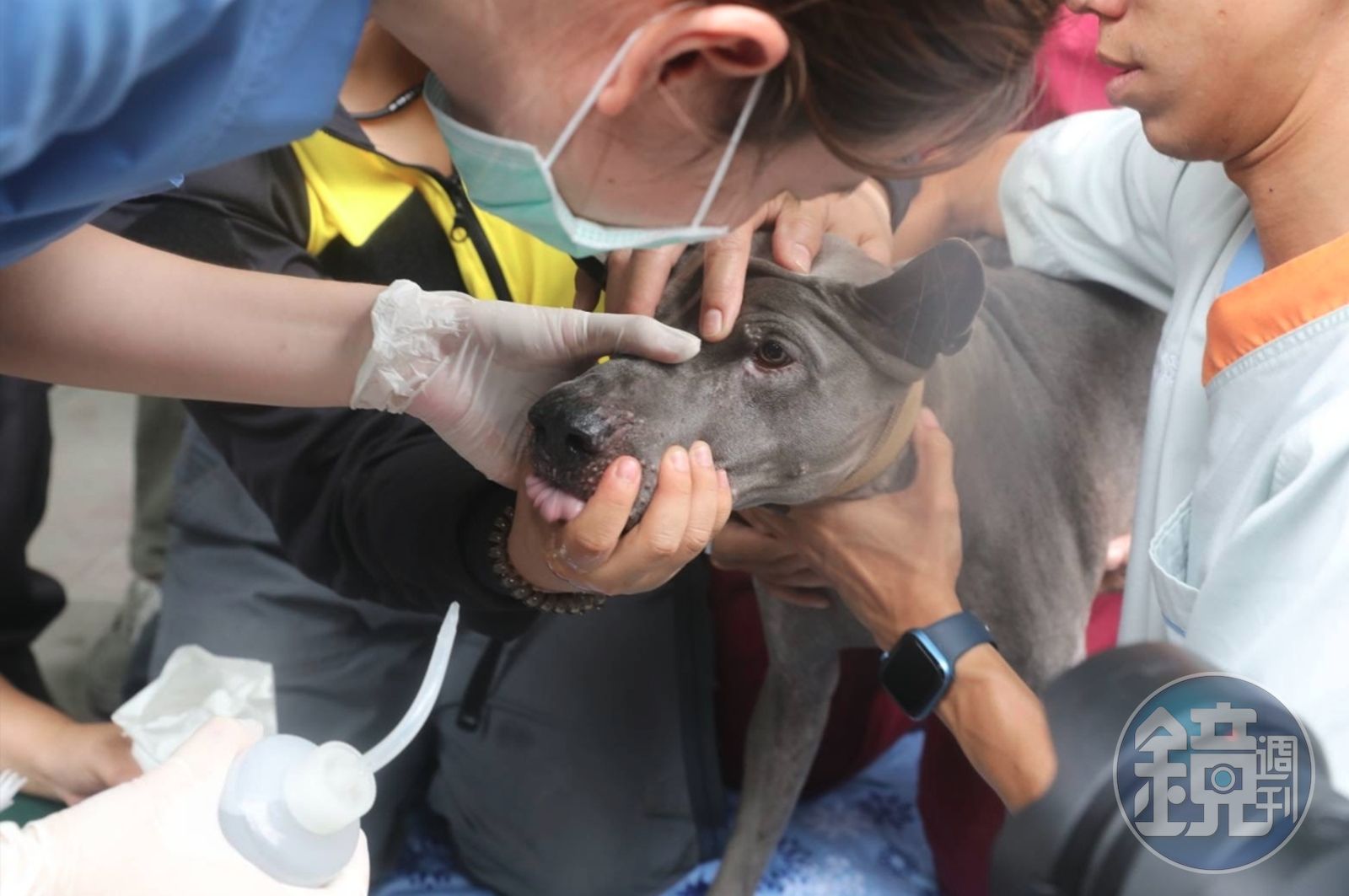 搜救犬在曼谷倒塌大樓搜救過程中眼睛受傷,接受緊急治療。