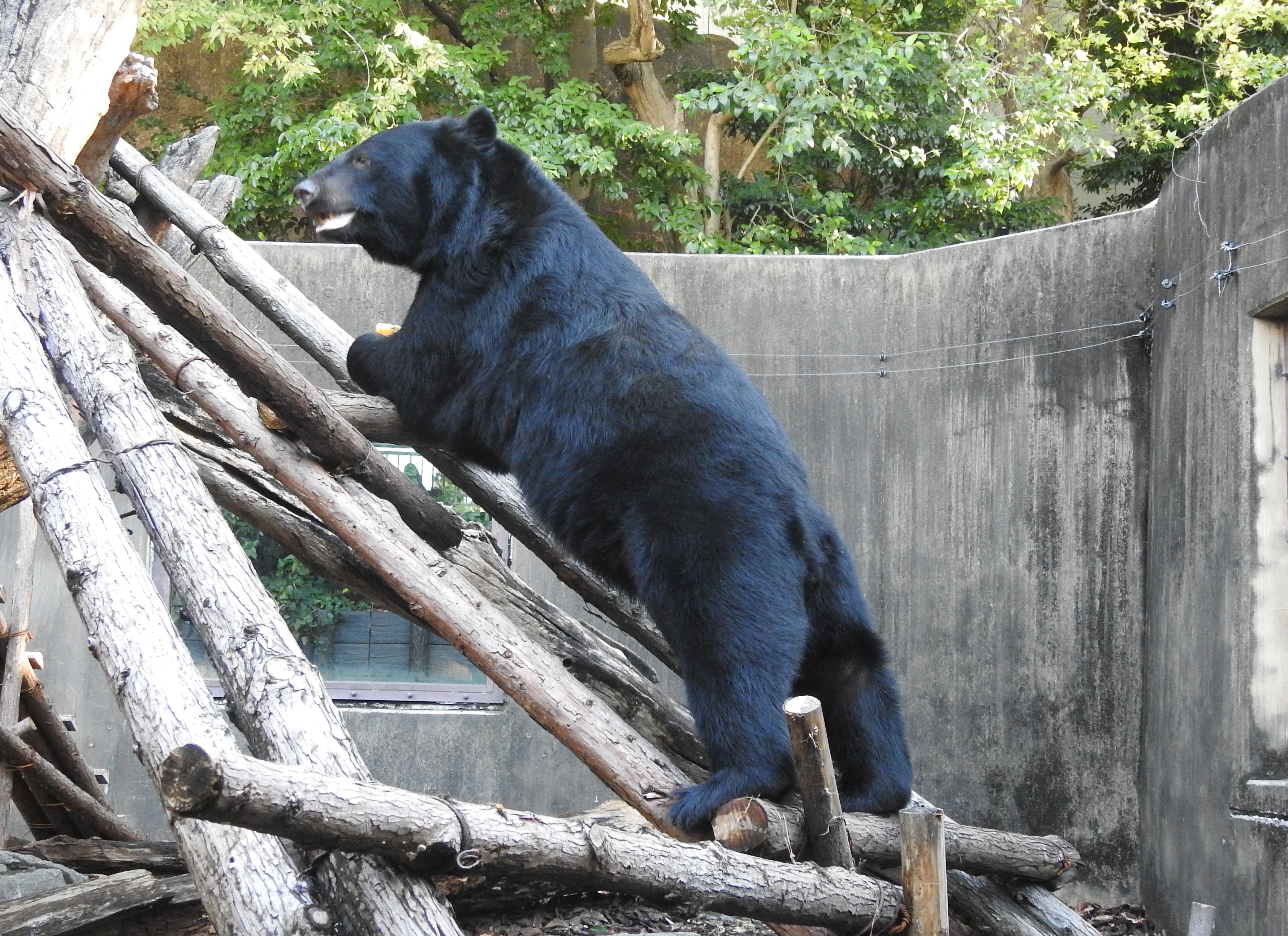 東京上野動物園揭露黑熊在冬眠前每天需要攝取多少熱量，掀起網友討論。（翻攝X@UenoZooGardens）