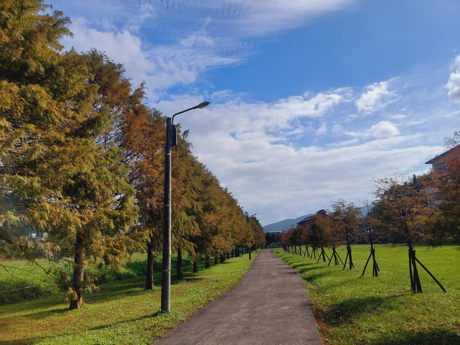 賞落羽松必推新北貢寮環保公園,數百棵一字排開的落羽松,襯著遠方青山與藍天,彷彿踏入油畫中。(新北市景觀處提供)