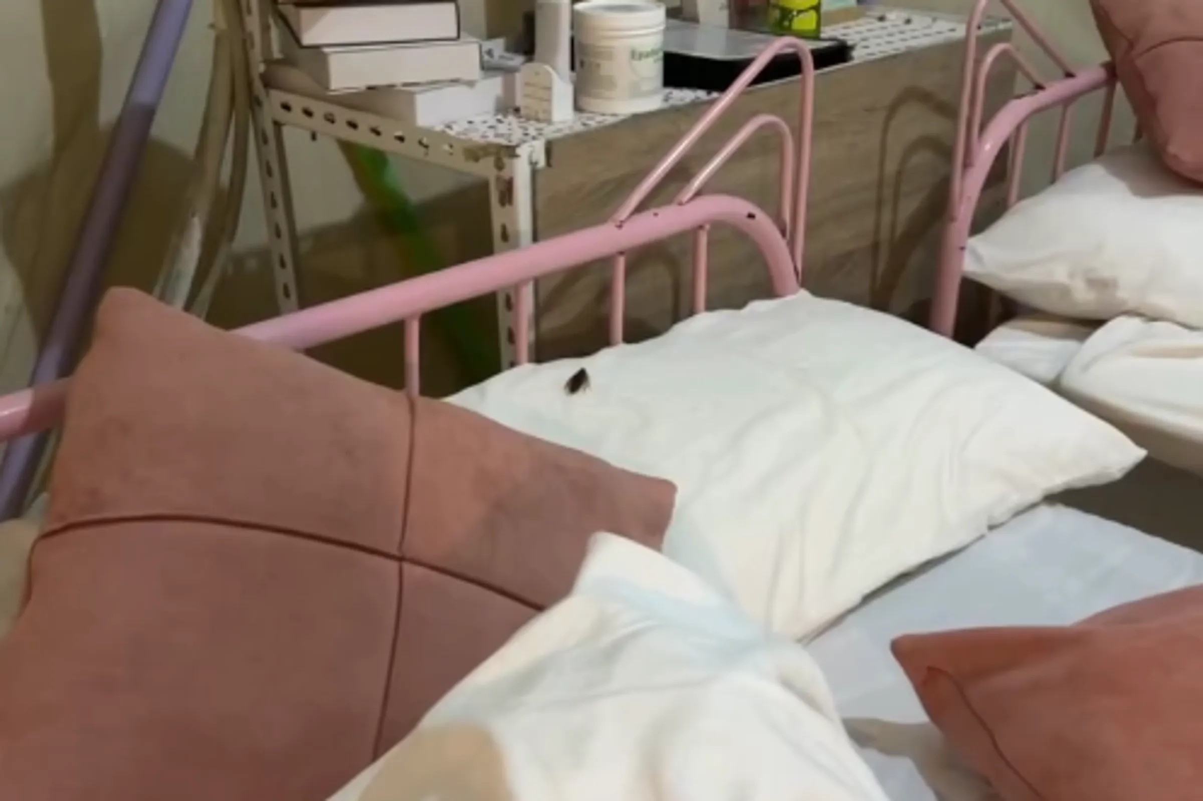 新竹露營區遭爆「1.2萬豪華帳」蟑螂、霉斑滿屋！全家當晚逃回家...網嘆：國旅真的完蛋