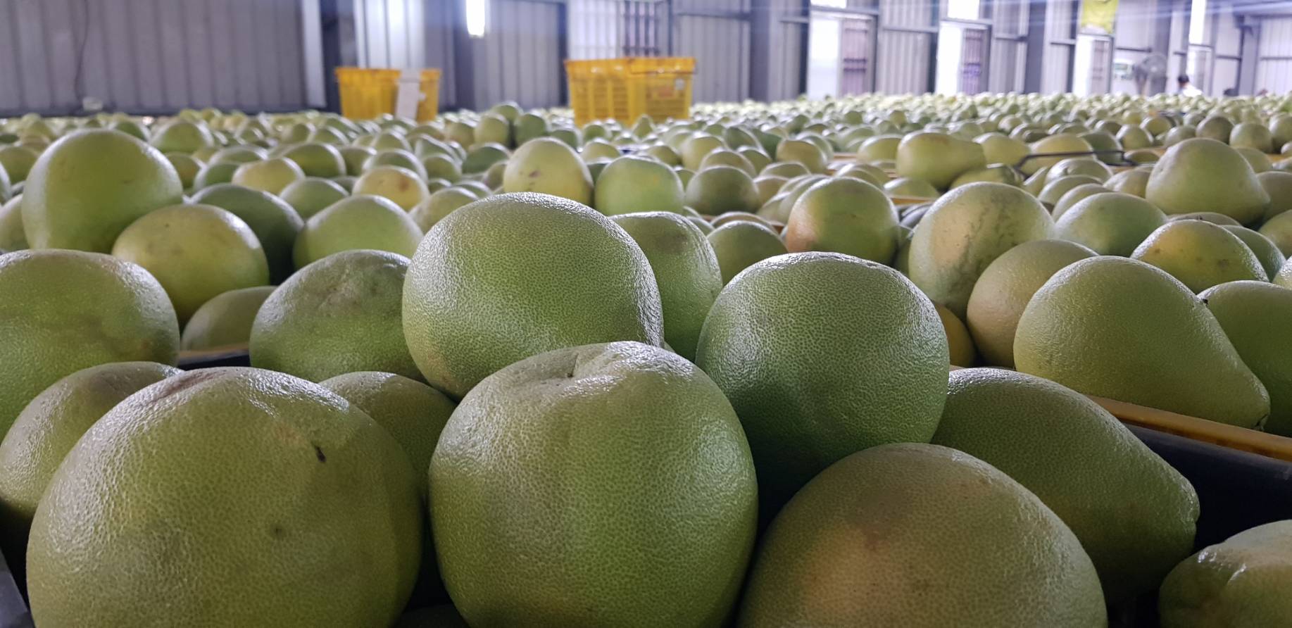 民眾中秋吃柚子應景，需注意柚子與多種藥物間的交互作用，影響藥物代謝的作用可能長達72小時。（本刊資料照）