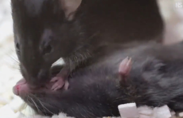 研究團隊發現老鼠會主動幫昏倒的同伴做口對口急救。（翻攝X@AMAZlNGNATURE）