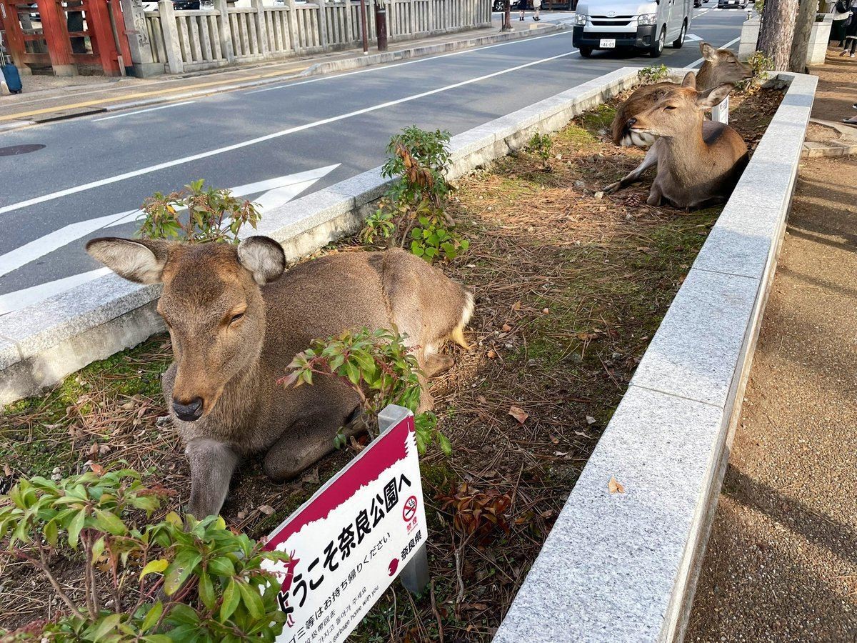 奈良「神鹿」驚爆遭虐待！獸醫控每年死50頭，骨瘦如柴嚴重脫毛影像曝光。（翻自news.mynavi.jp）