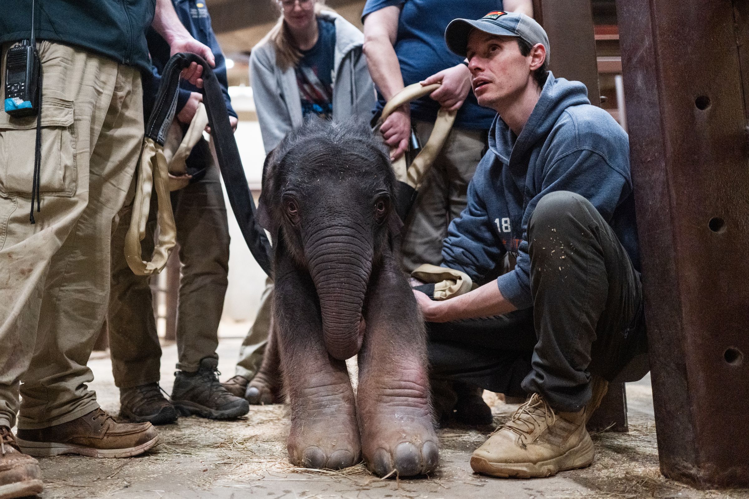 小象出生後接受保育團隊的例行健康檢查。(翻攝nationalzoo.si.edu)
