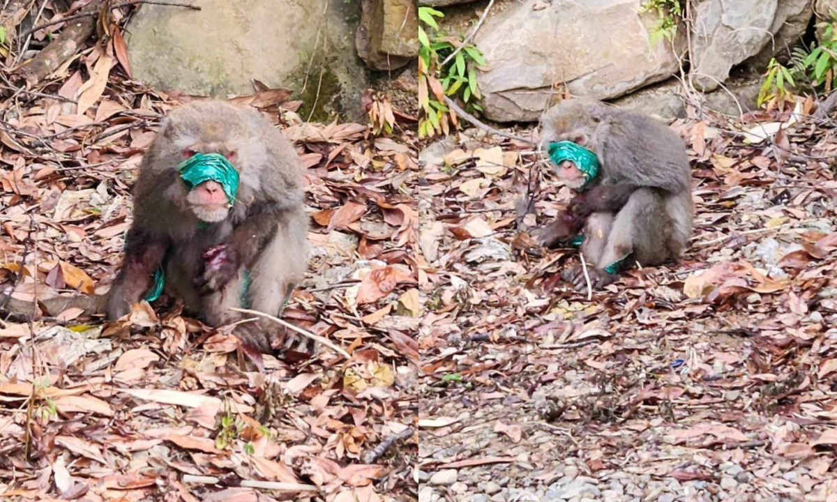 南投出現一隻渾身是傷的台灣獼猴，疑似遭到施虐後脫逃。（翻攝自台灣獼猴共存推廣協會臉書）