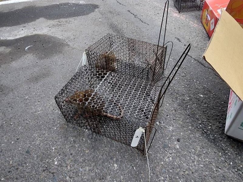 台北市大安區出現一例漢他病毒病逝個案。(台北市衛生局提供)