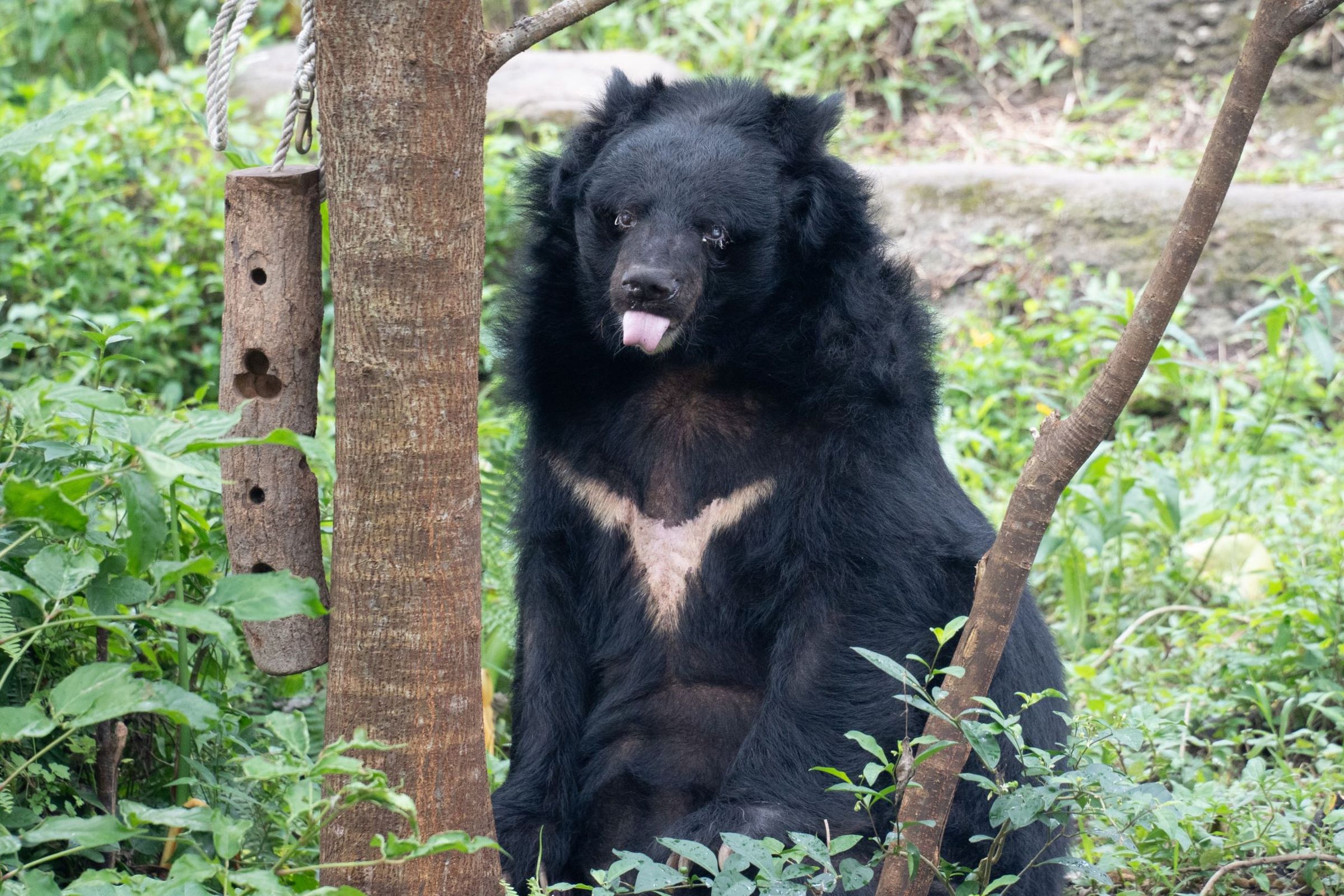 「小熊」在動物園陪伴許多人成長,成就眾多美好回憶。。(台北市立動物園提供)