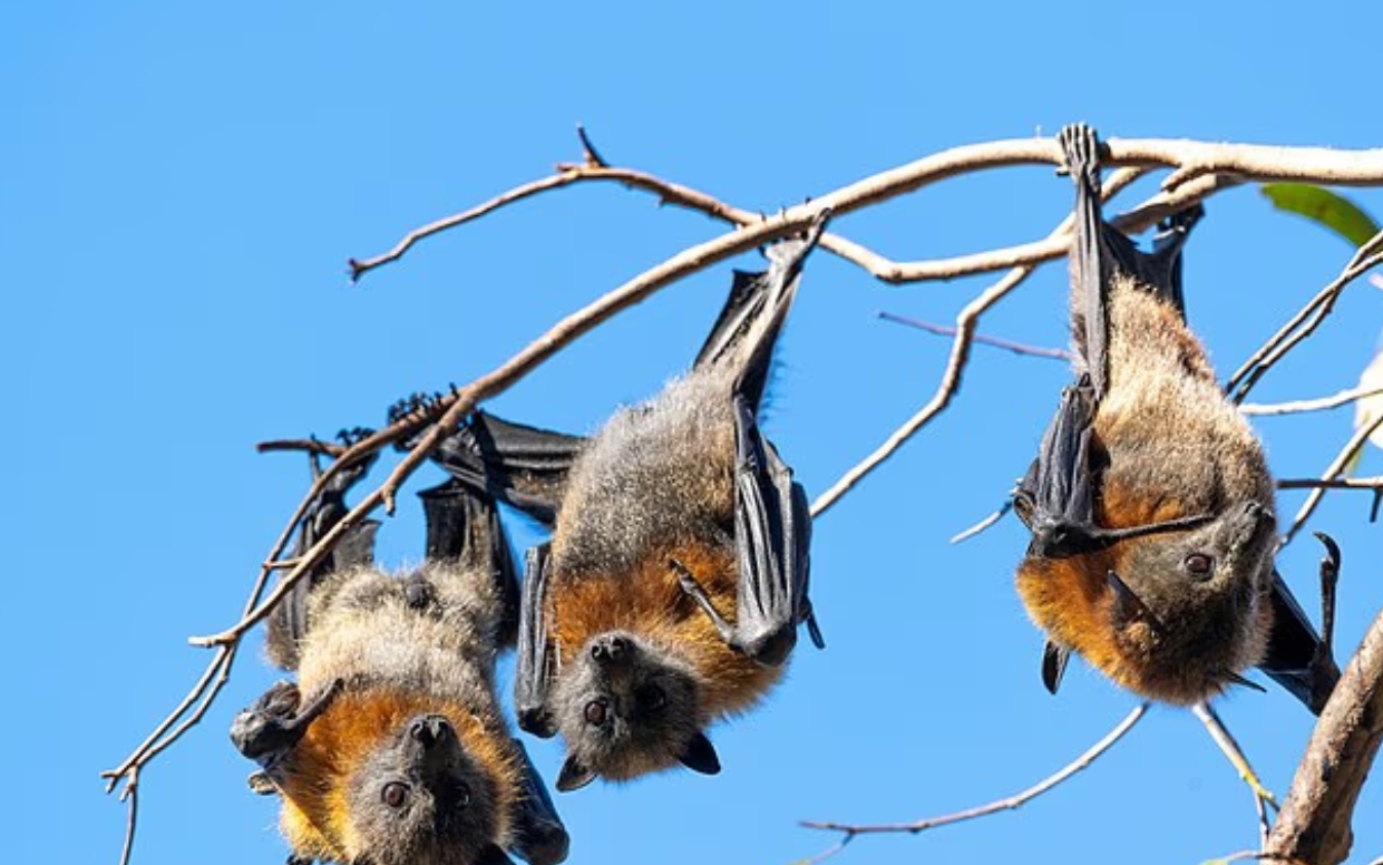 澳洲男遭蝙蝠咬傷，感染「罕見病毒」不治身亡。（翻攝自X）