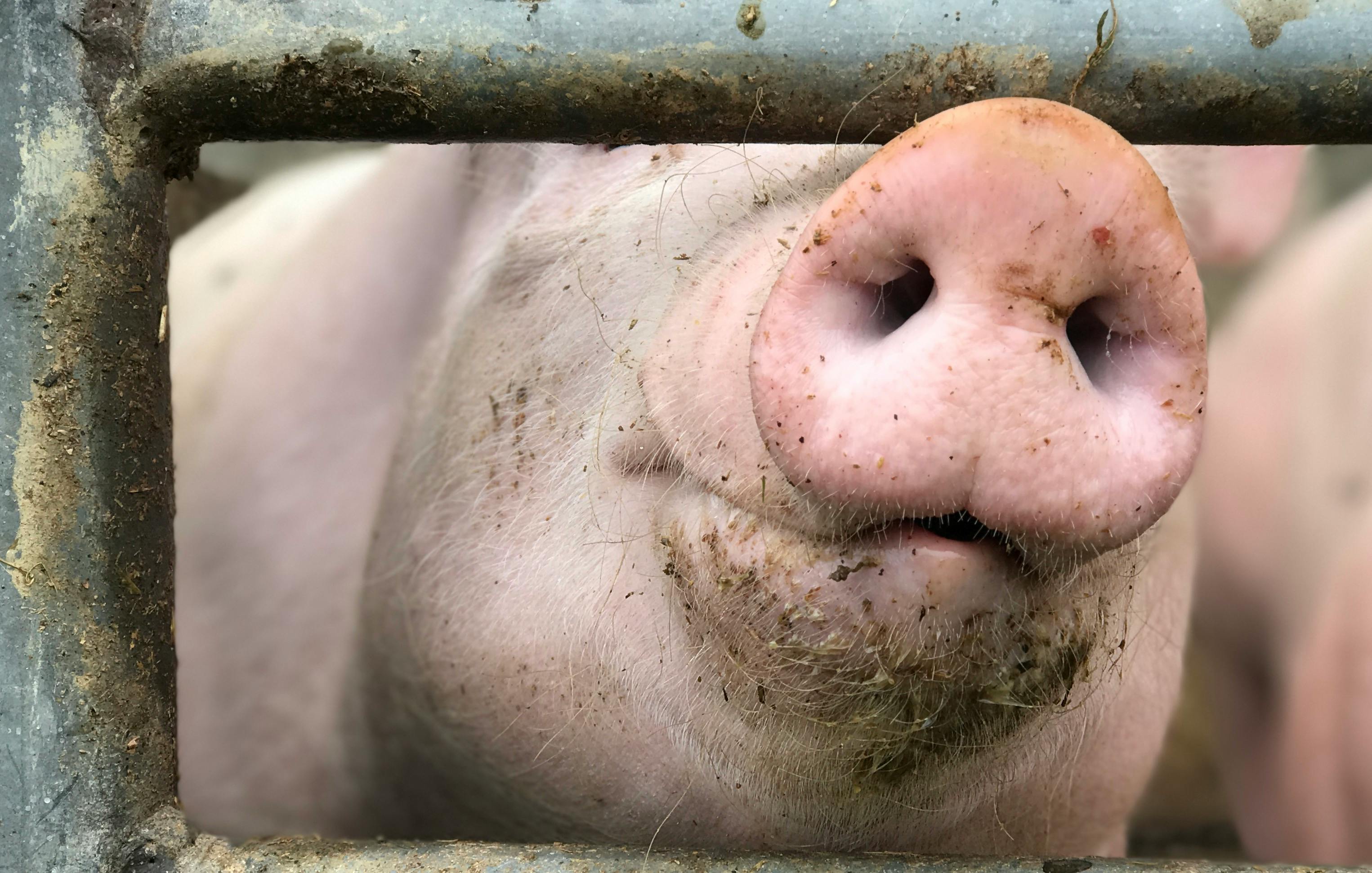台中市梧棲區養豬場爆發非洲豬瘟，廚餘很可能就是這波疫情的源頭。（示意圖，取自pexels）