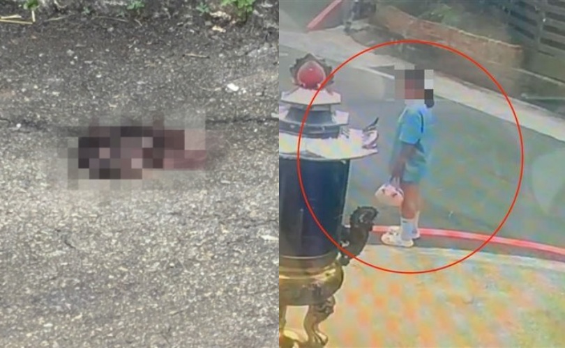 台中沙鹿街頭仍留有大片血跡，附近一隻黑狗反覆嗅聞少女所遺留挑染過的粉色髮絲。（翻攝畫面）