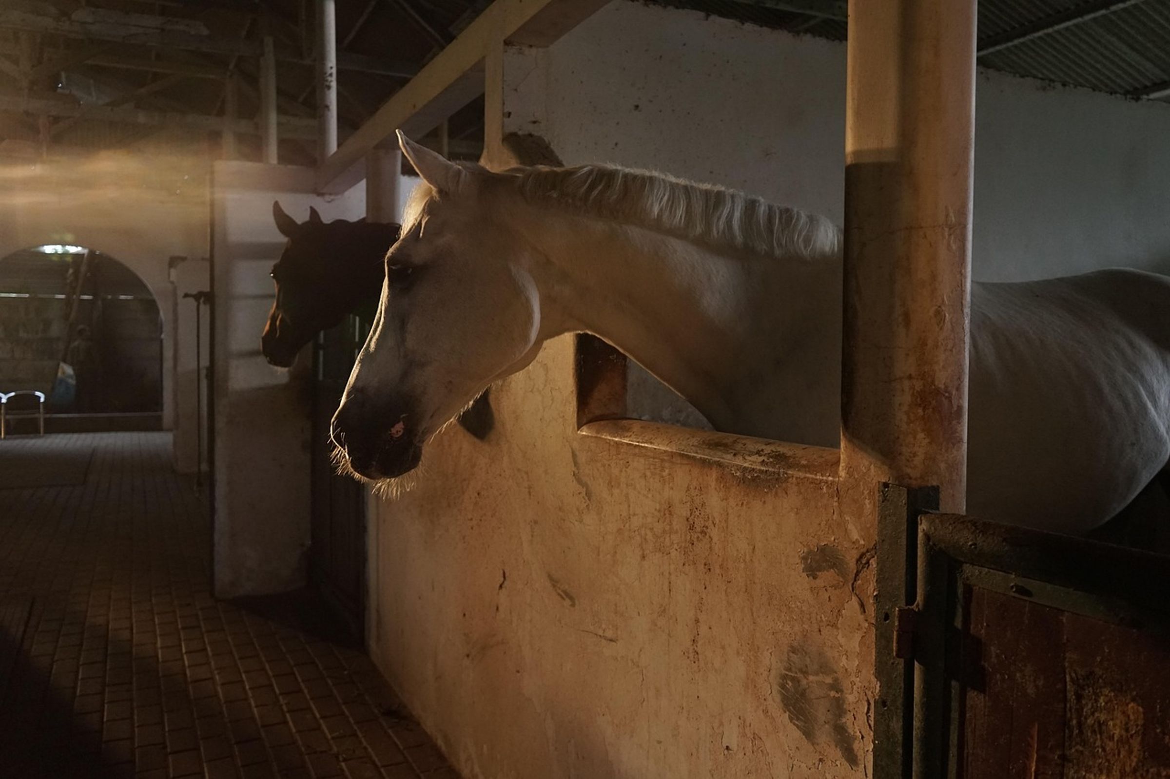 印度一名男子深夜闖入馬棚,性侵一匹母馬。(示意圖,非當事馬)
