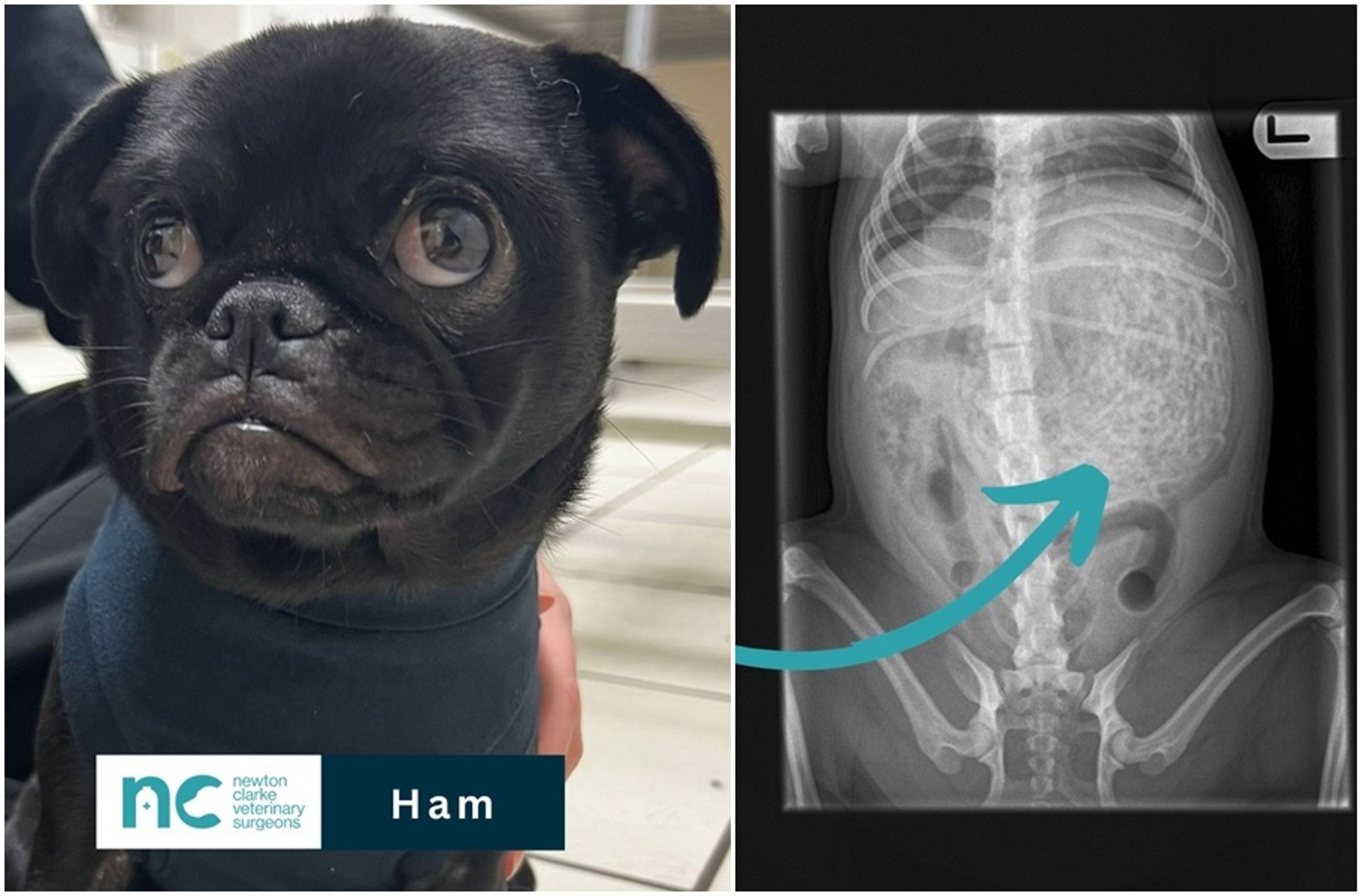  一隻2歲的巴哥犬「哈姆」把50多條髮帶吃下肚。（翻攝自臉書Newton Clarke Veterinary Surgeons）