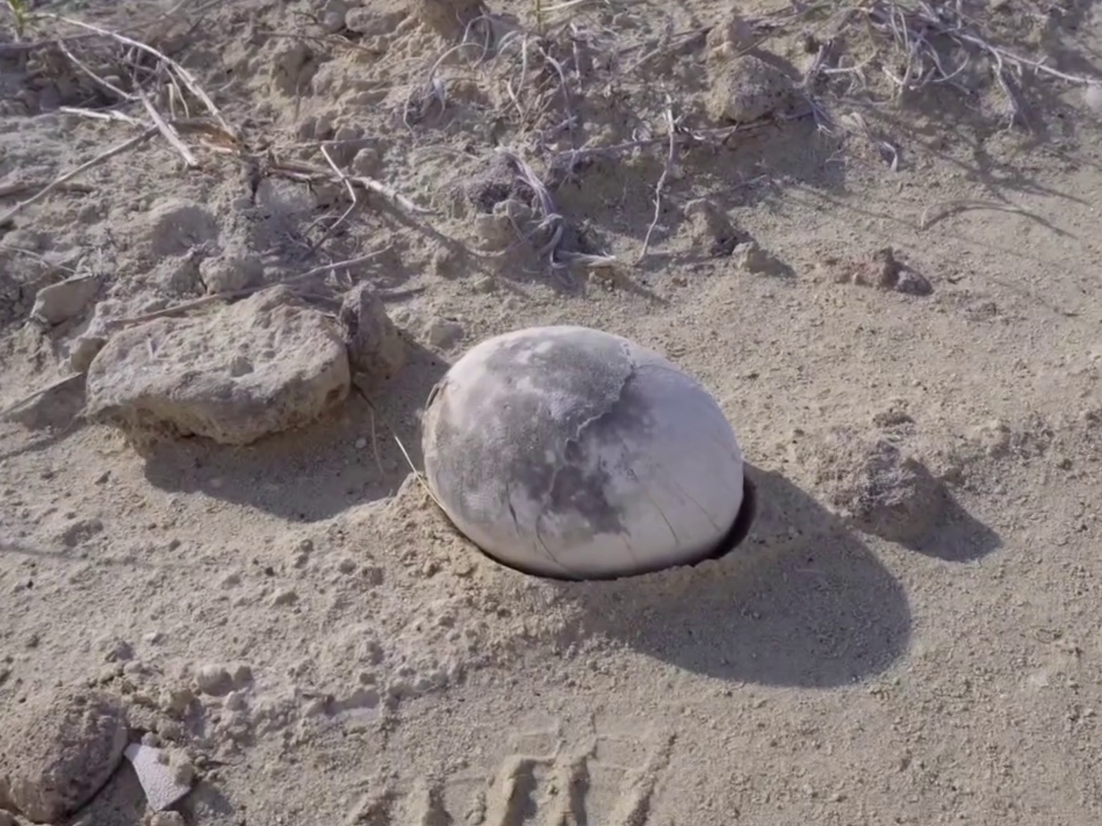 阿根廷古生物學家在內格羅河省化石區發現距今約7,000萬年的恐龍蛋，外殼完整、保存狀態極佳。（翻攝paleocueva.lacev IG）