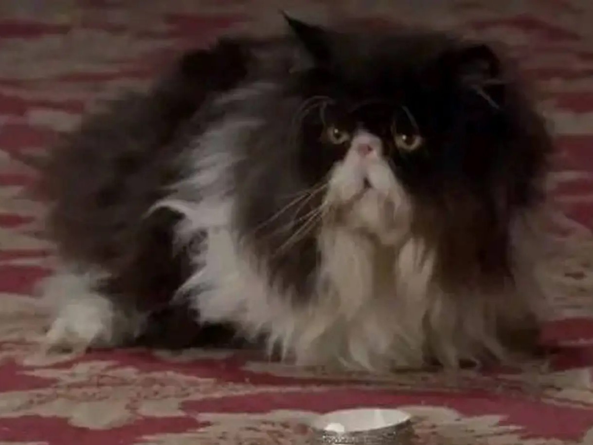 電視劇《甄嬛傳》中，宜修皇后的寵物貓松子。（翻攝自百度百科）