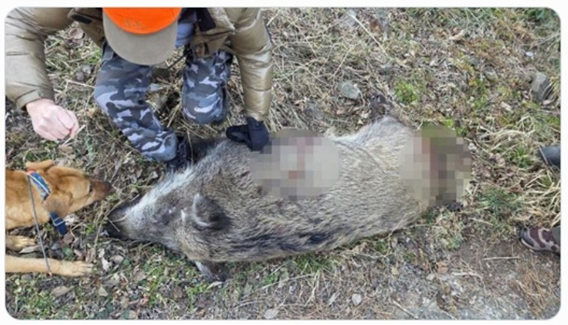 1頭疑似從北韓地區入侵仁川小青島的野豬，近日遭撲殺就地掩埋。（翻攝自X@SBSNewsLive）