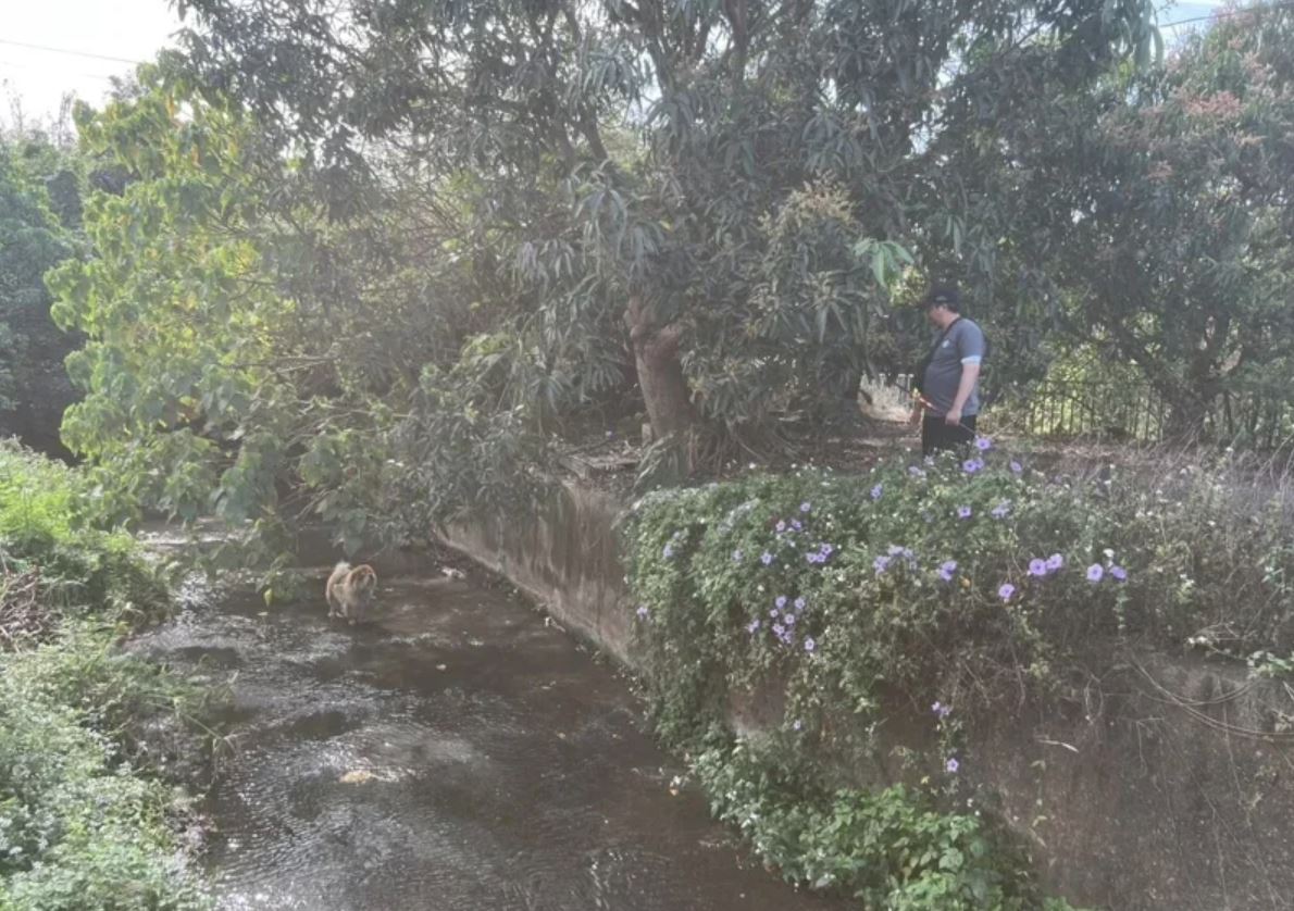 嘉義縣民雄鄉一處水溝發現一隻被棄養的鬆獅犬，飼主接獲通知卻未現身領犬。（嘉義縣政府提供）