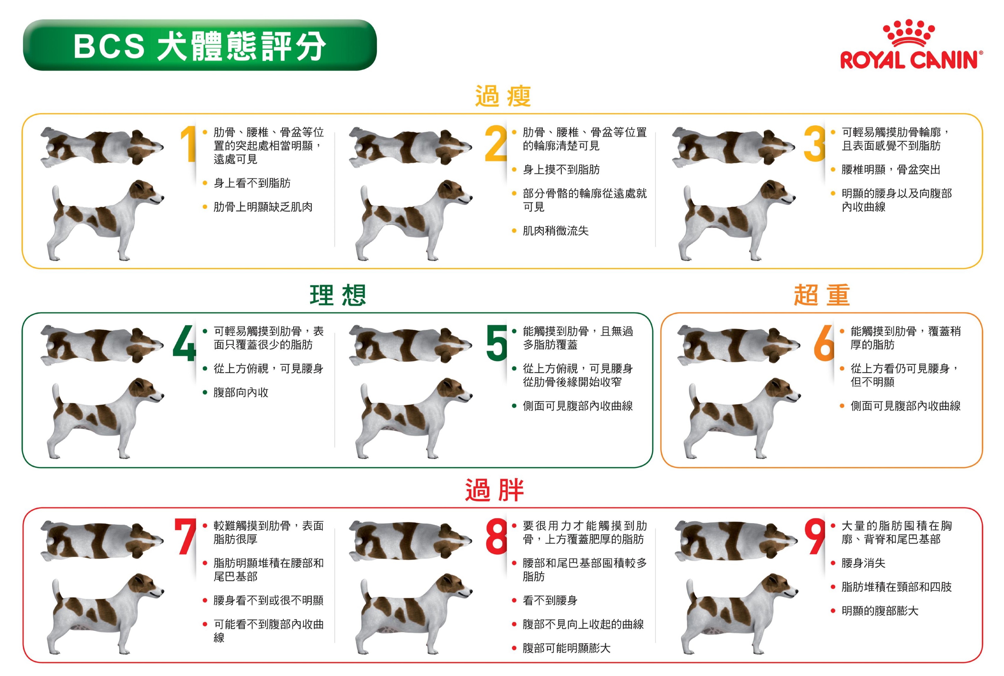 法國皇家BCS（Body Condition Score）犬體態評分表。（法國皇家提供）