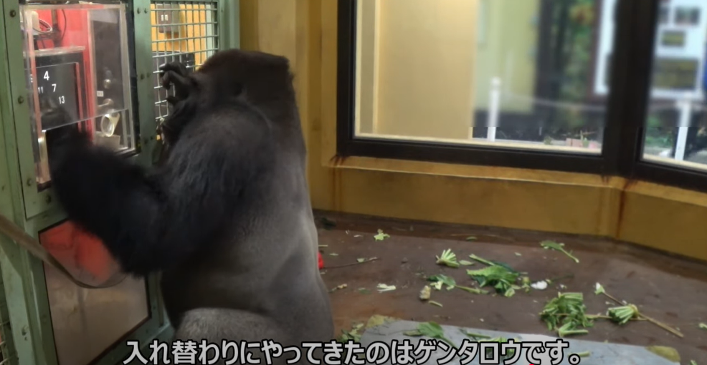 健太郎的答對率可高達70%以上。（翻自京都市動物園YT）