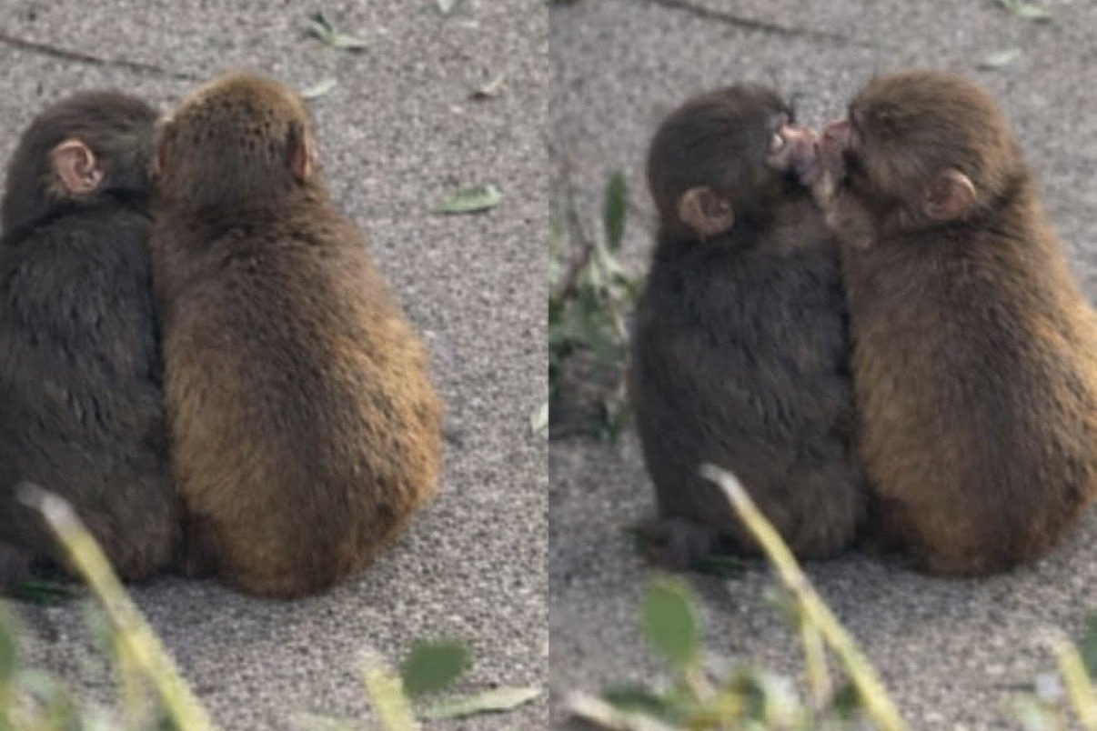 日本小獼猴Punch傳出「驚人喜訊」，疑似揮別單身猴身分，找到伴侶啦！（翻攝自@mihamiha_trend X）