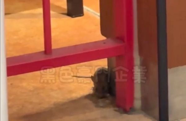 知名連鎖「泰式料理瓦城」台中新光三越店，被爆有老鼠出現在店門口牆角，低著頭啃食食物。（翻攝自黑色豪門企業臉書）