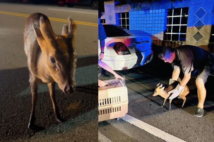 小山羌深夜誤闖苗栗市區，呆萌站在馬路中央，引來民眾驚呼拍照。（翻攝自臉書@陳光軒・dpp苗栗縣議員）
