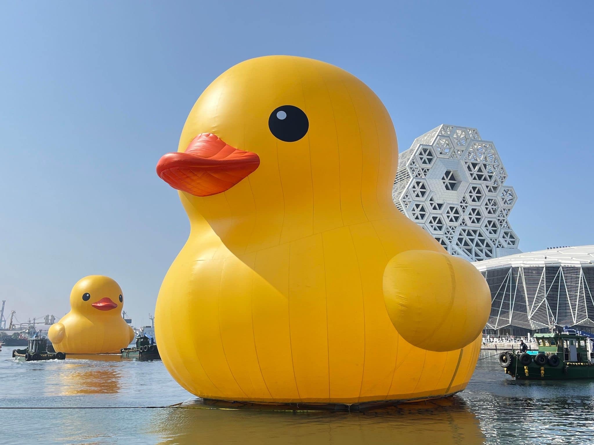 黃色小鴨被宰了！「分屍」再利用，變身環保袋陪伴你。（翻自《高雄點》臉書）