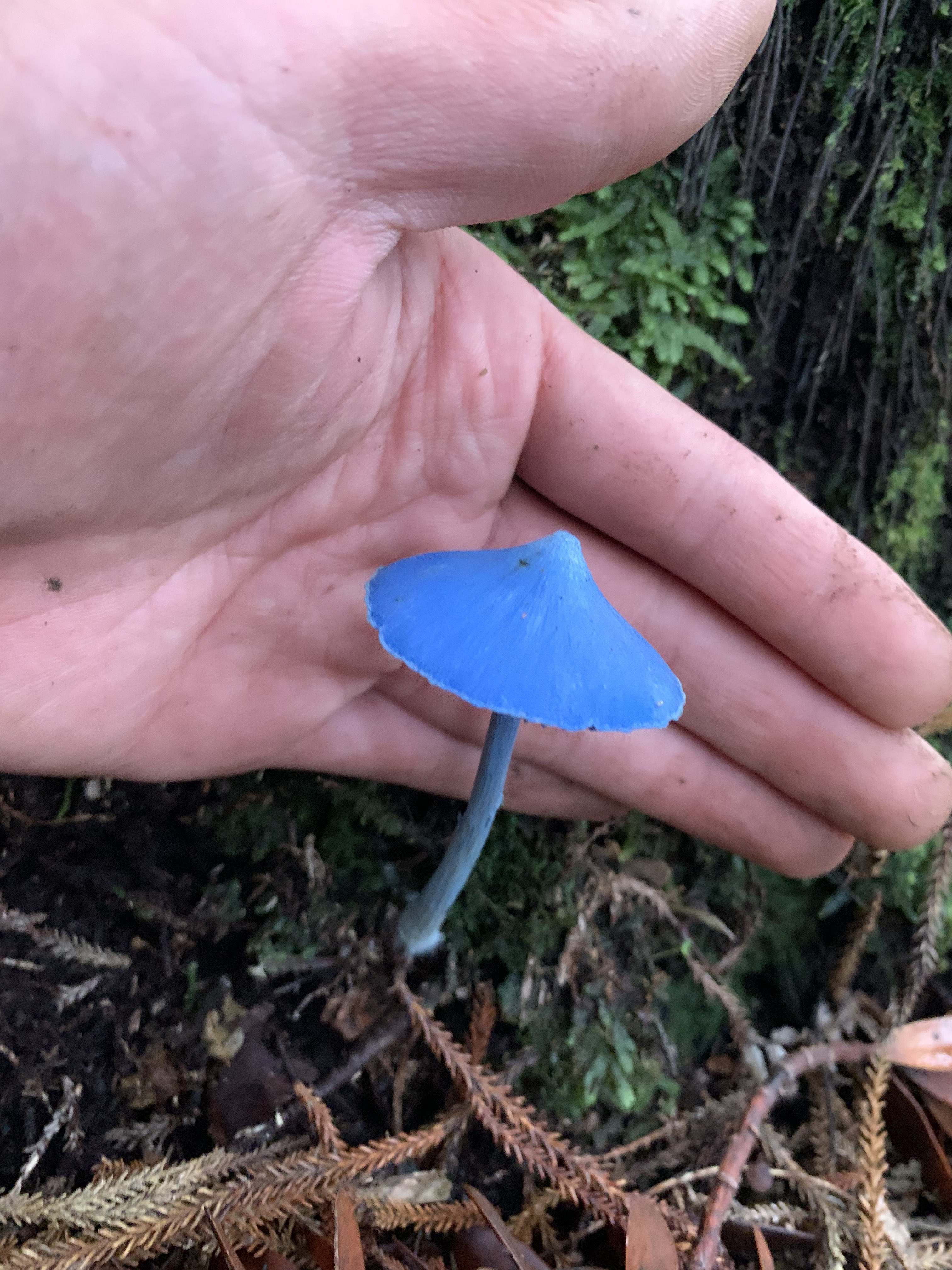有日本網友在野外發現「藍瘦香菇」。(翻攝自X@Invertebratist)