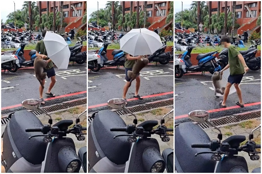 網友分享中山大學校內強者逼退獼猴的影片引發熱議。（翻攝自臉書社團「爆料公社」／許咪醬）