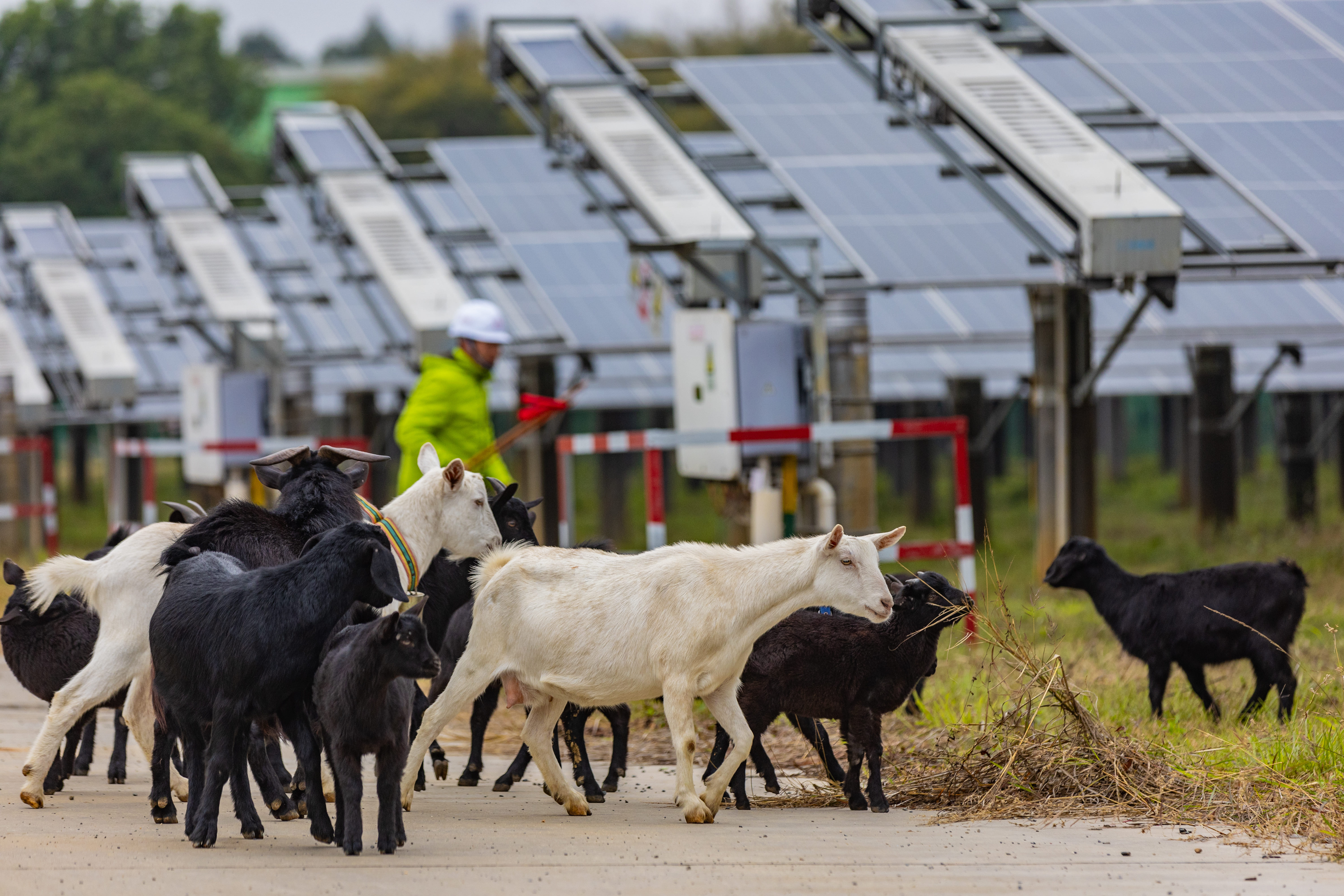 台泥於大陸廣東英德廠推動「羊電共生」計畫，嘗試透過創新思維與自然為本解方實現永續發展，實踐真正的共生共好。（台泥提供）