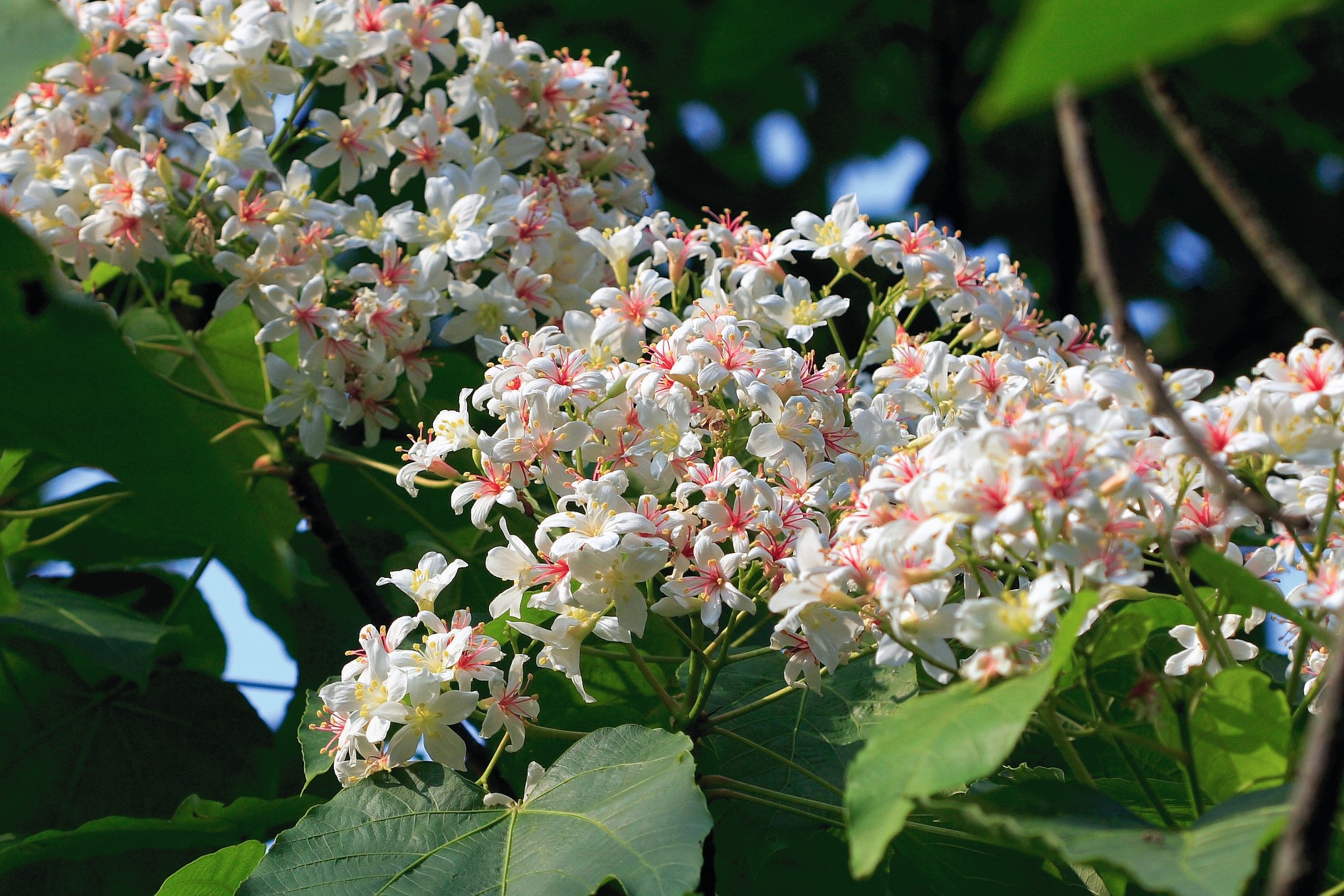 浪漫桐聚在竹縣，山林枝頭披上一襲優雅的四月雪。（新竹縣政府提供）