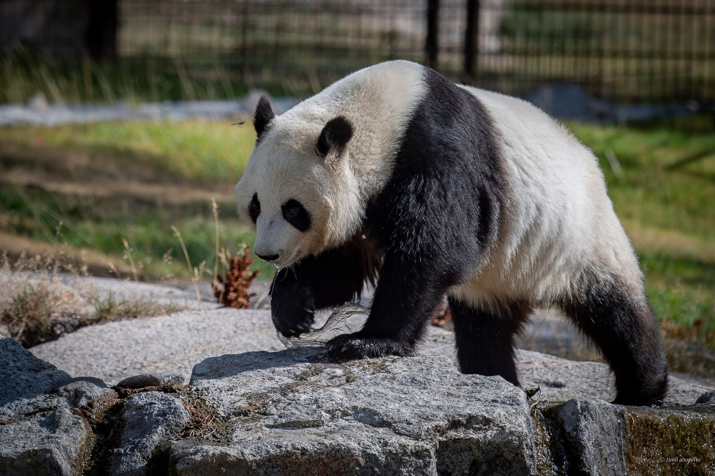芬蘭的阿赫塔里動物園(Ahtari Zoo)宣布將於11月提前8年將2隻大熊貓歸還中國,主因為通貨膨脹和高昂的維護成本。(翻攝Facebook@Ähtärin Eläinpuisto)
