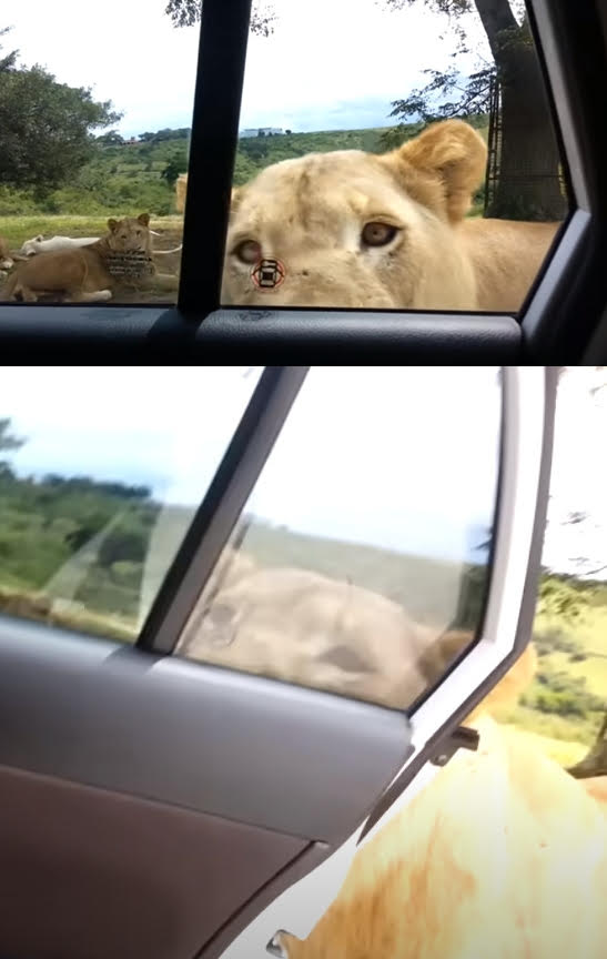 遊客沒想到母獅竟然可以用嘴打開車門,驚慌失措趕快鎖門。(翻攝YT頻道Joshua Sutherland)