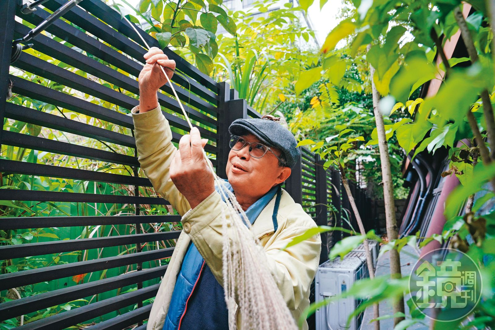 芒草是林三元草編的重要原料之一，平常他會到戶外摘取