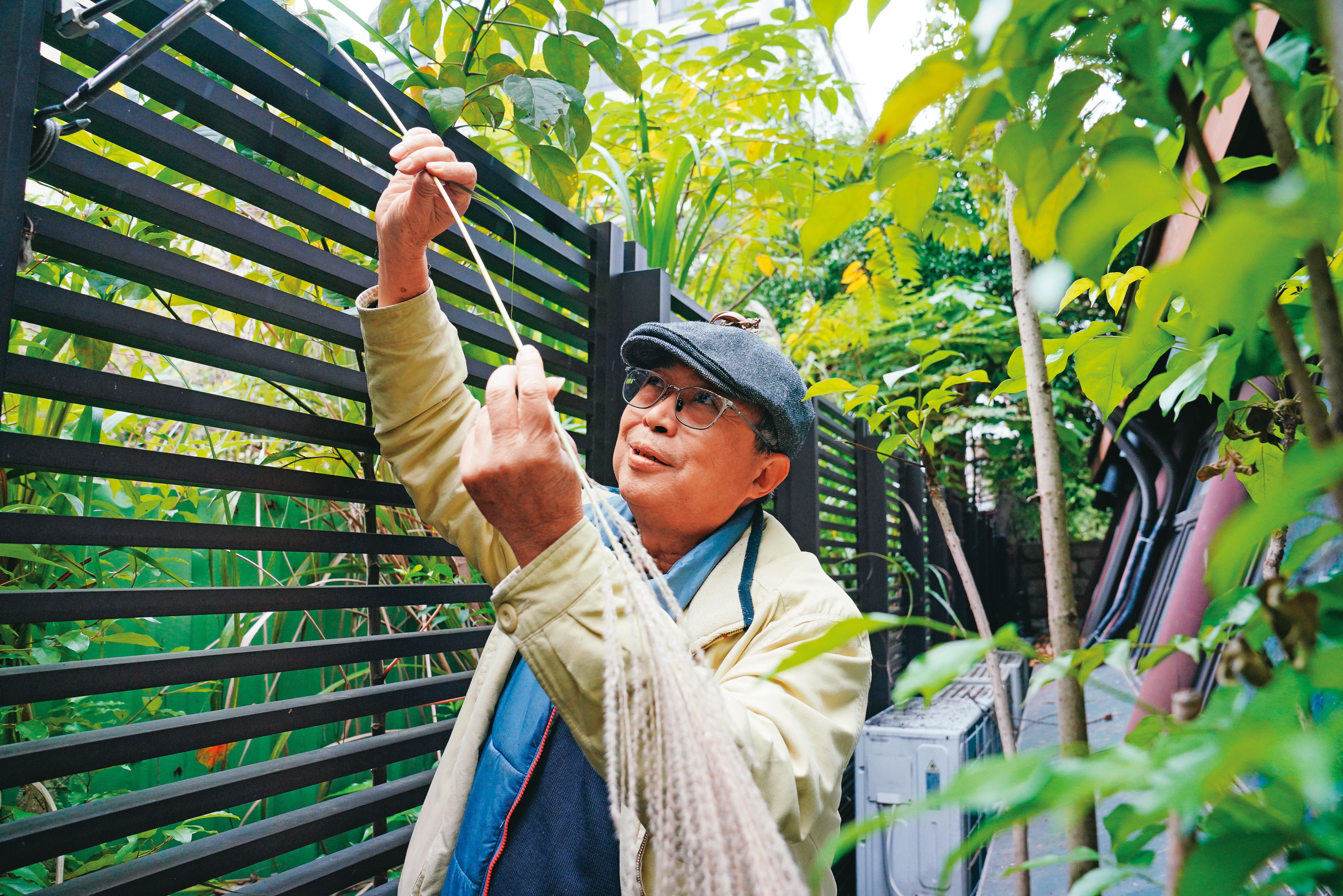 芒草是林三元草編的重要原料之一，平常他會到戶外摘取。