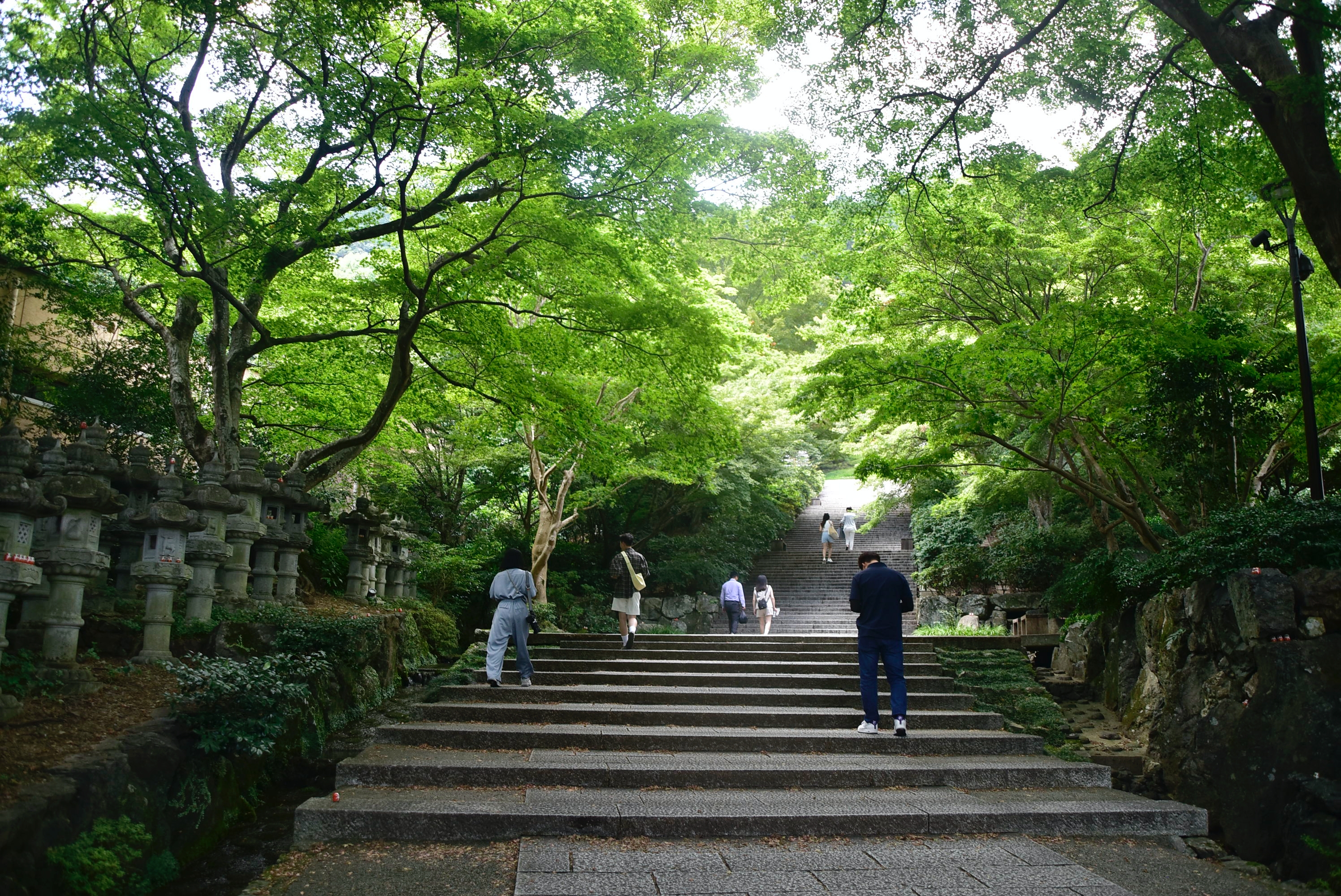 勝尾寺位於近郊園區面積廣達8萬坪，四季皆美，每逢秋季會開放夜間入園賞楓。