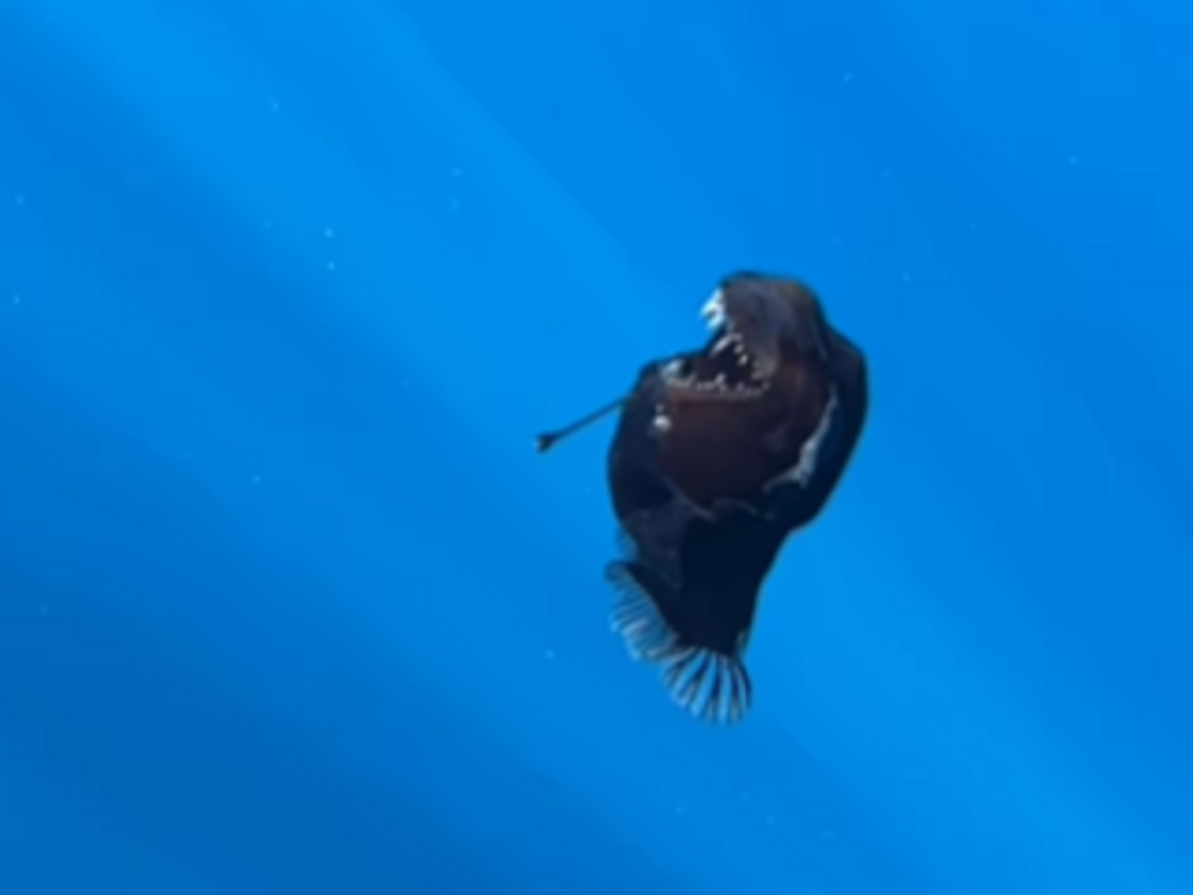 超罕見！「深海魔鬼魚」橫空出世，驚爆被人類發現後即死去。（翻自IG）