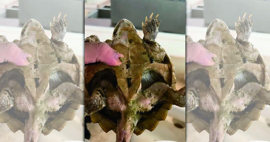 中國有鱷龜慘遭主人遺忘，被迫飢餓365天。（翻攝YT）