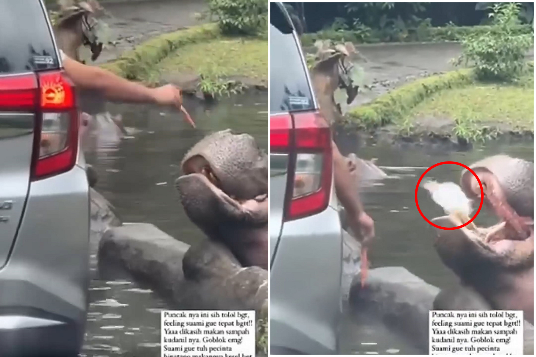 可惡！男餵食野生動物，逼河馬吞塑膠袋陷致命危機。（翻自IG）