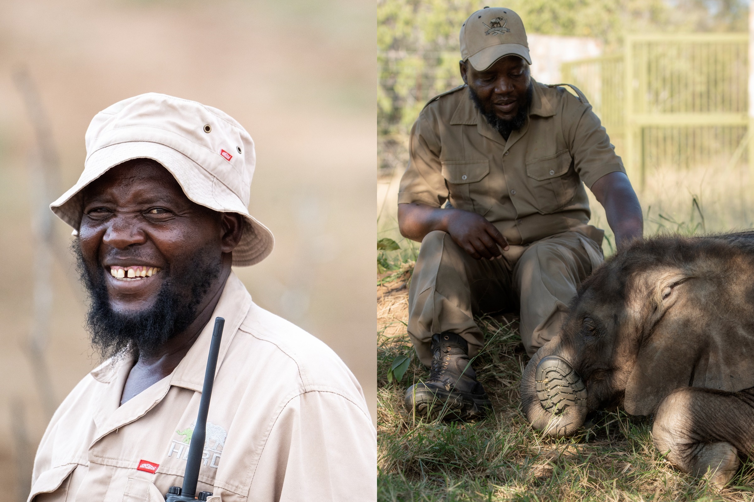尚比拉遭母象「Limpopo」突然攻擊，不幸喪命。（翻攝自HERD臉書）