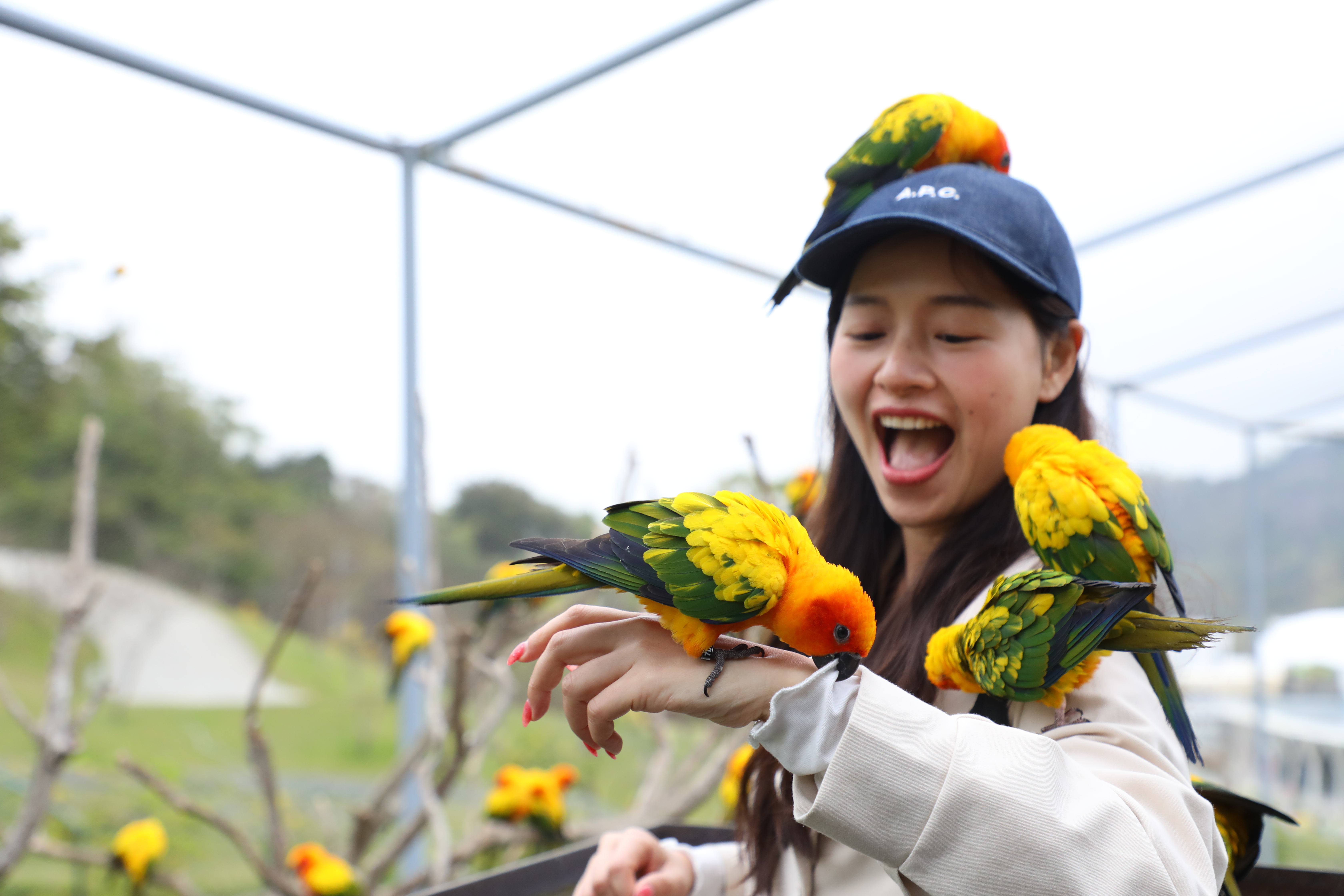 「九九峰動物樂園」園區占地21公頃，共規劃12個主題區域，是亞洲規模最大的鳥類主題樂園之一。
