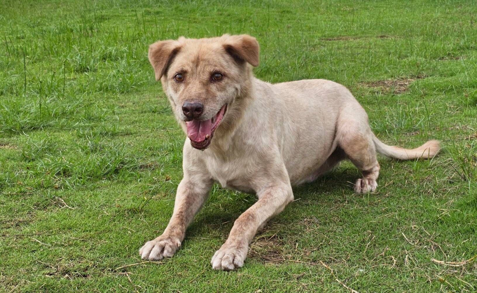 「棕棕」即將有新主人，領養人正在替牠打造新家。（新竹市政府提供）