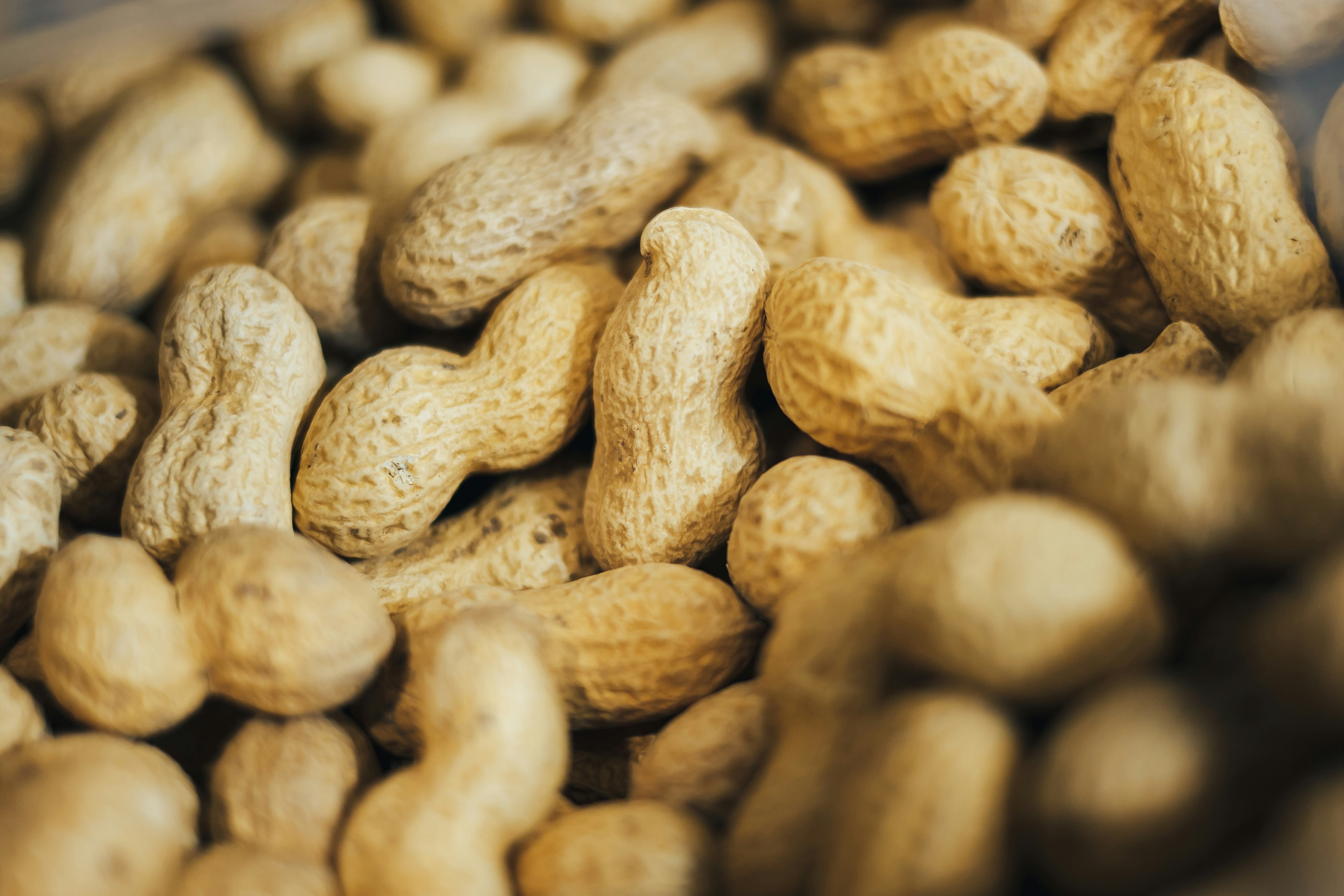 農業部農糧署4日預購修正輸出植物種苗品項，將具有發芽能力的帶殼花生種子與去殼花生種子納入限制輸出範圍。（示意圖，取自Unsplash）