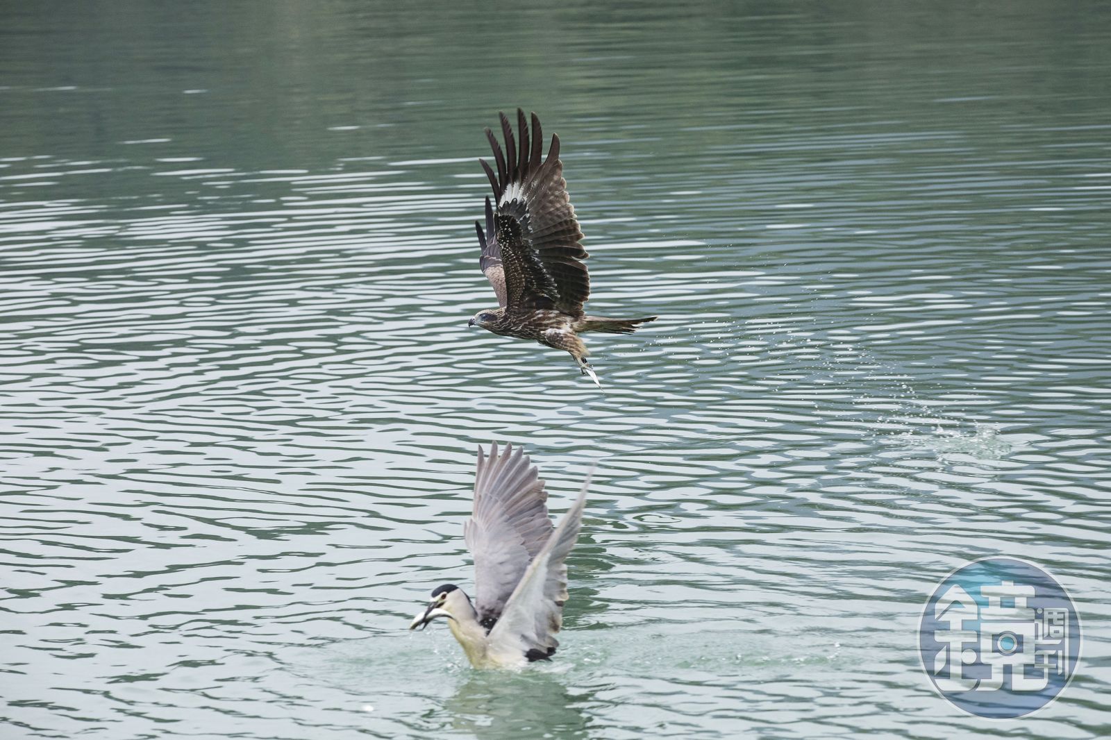 漂流木變小提琴5/全台唯一的老鷹職訓所在這 野生山豬還會聽歌劇 外地人騎車8小時慕名到此面試