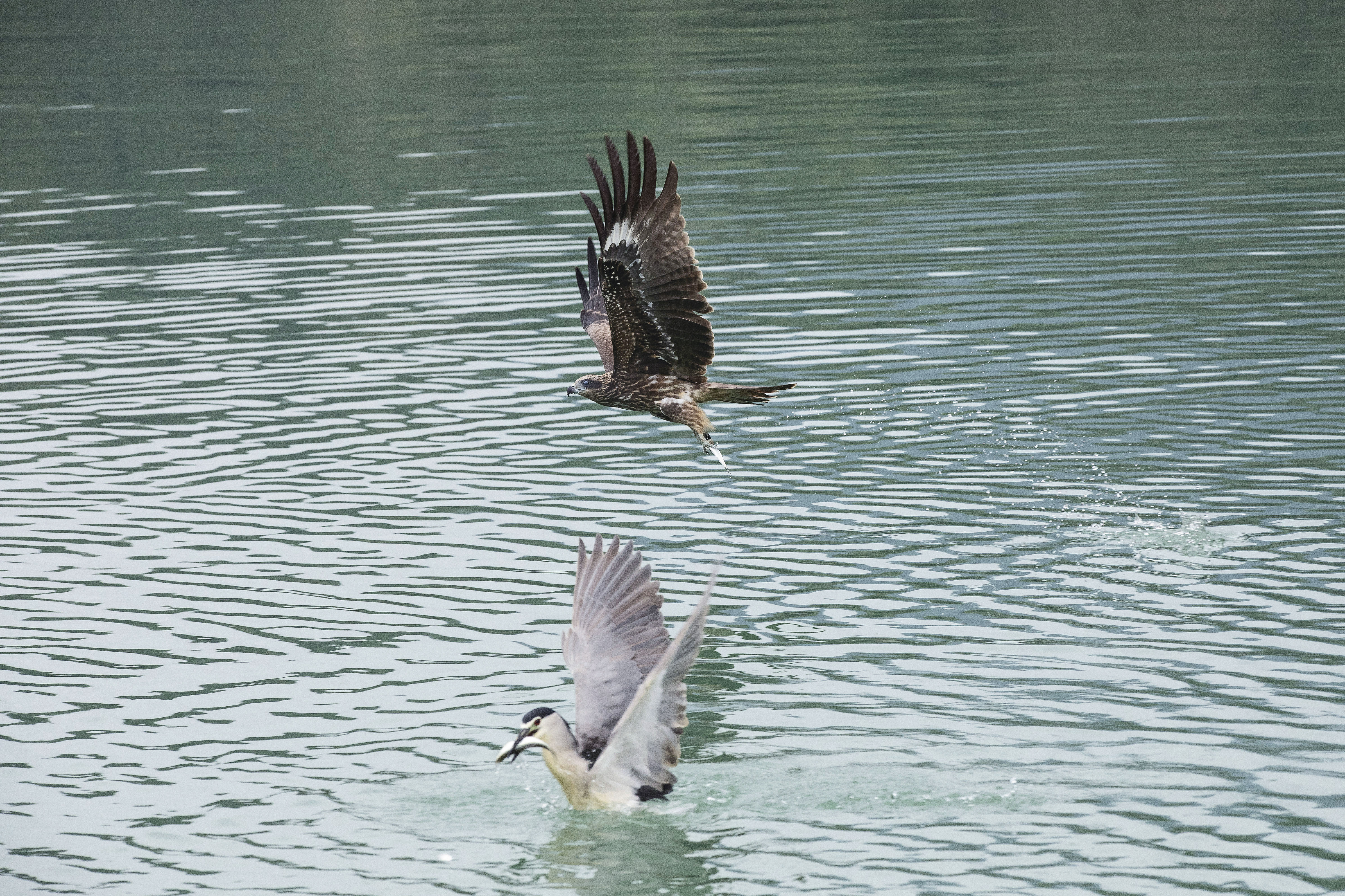 曾文水庫裡的魚種豐富，是鳥類重要棲息地，其中又以黑鳶（老鷹）聞名。當釣客將小魚放生時，老鷹會從天際俯衝捕捉小魚。