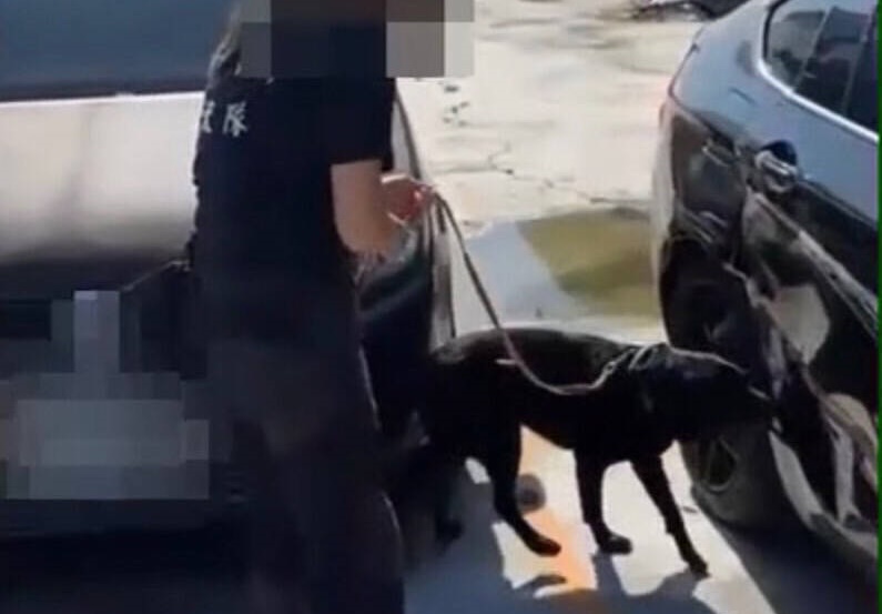 緝毒犬「Candy」停留在一輛事故廢棄的BMW前，不斷狂吠。（警方提供）