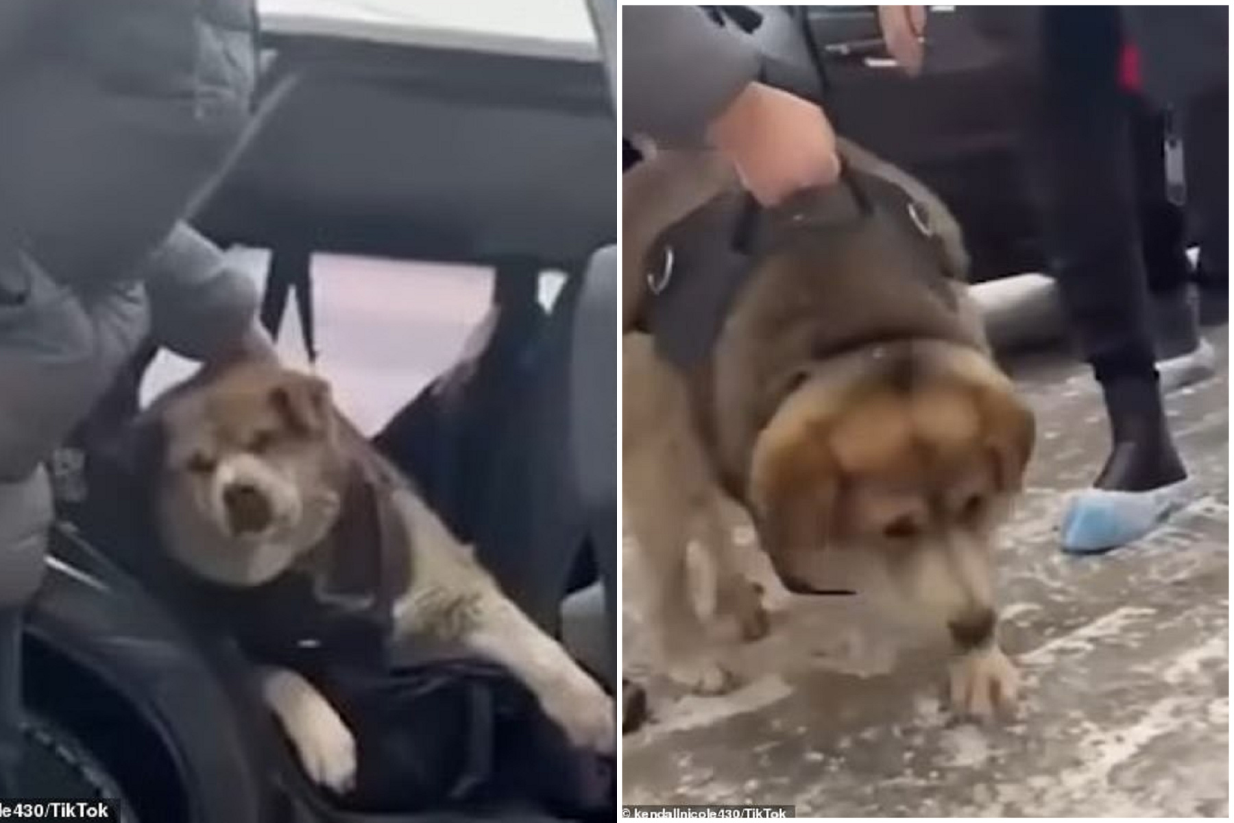 警衛犬變浪浪，2愛心大媽把牠養成「超肥滿」！疾病纏身行走困難。（翻自《每日郵報》）