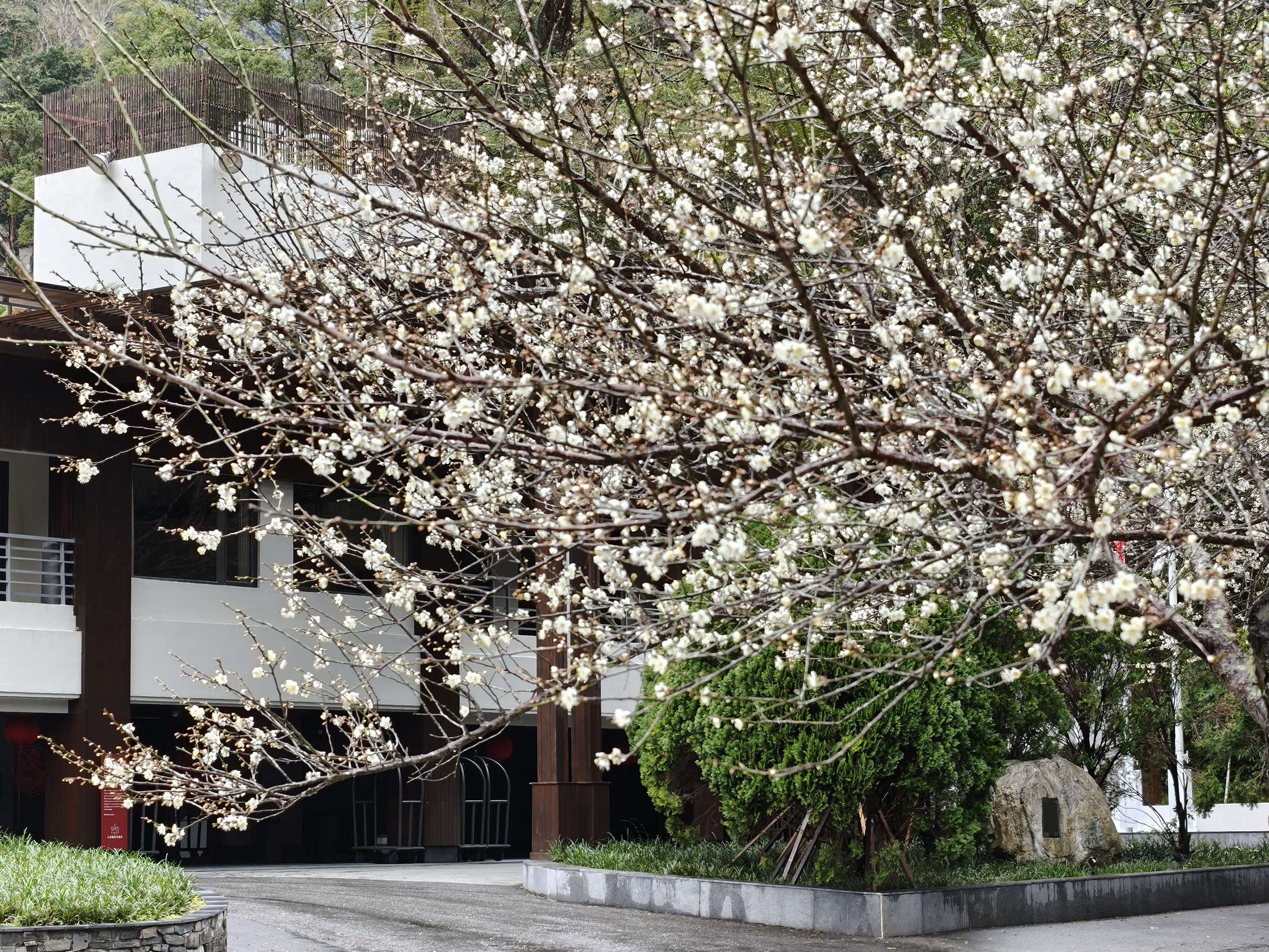 太魯閣晶英酒店周邊梅花盛開，入住即可輕鬆享受賞梅的樂趣。（太魯閣晶英酒店提供）